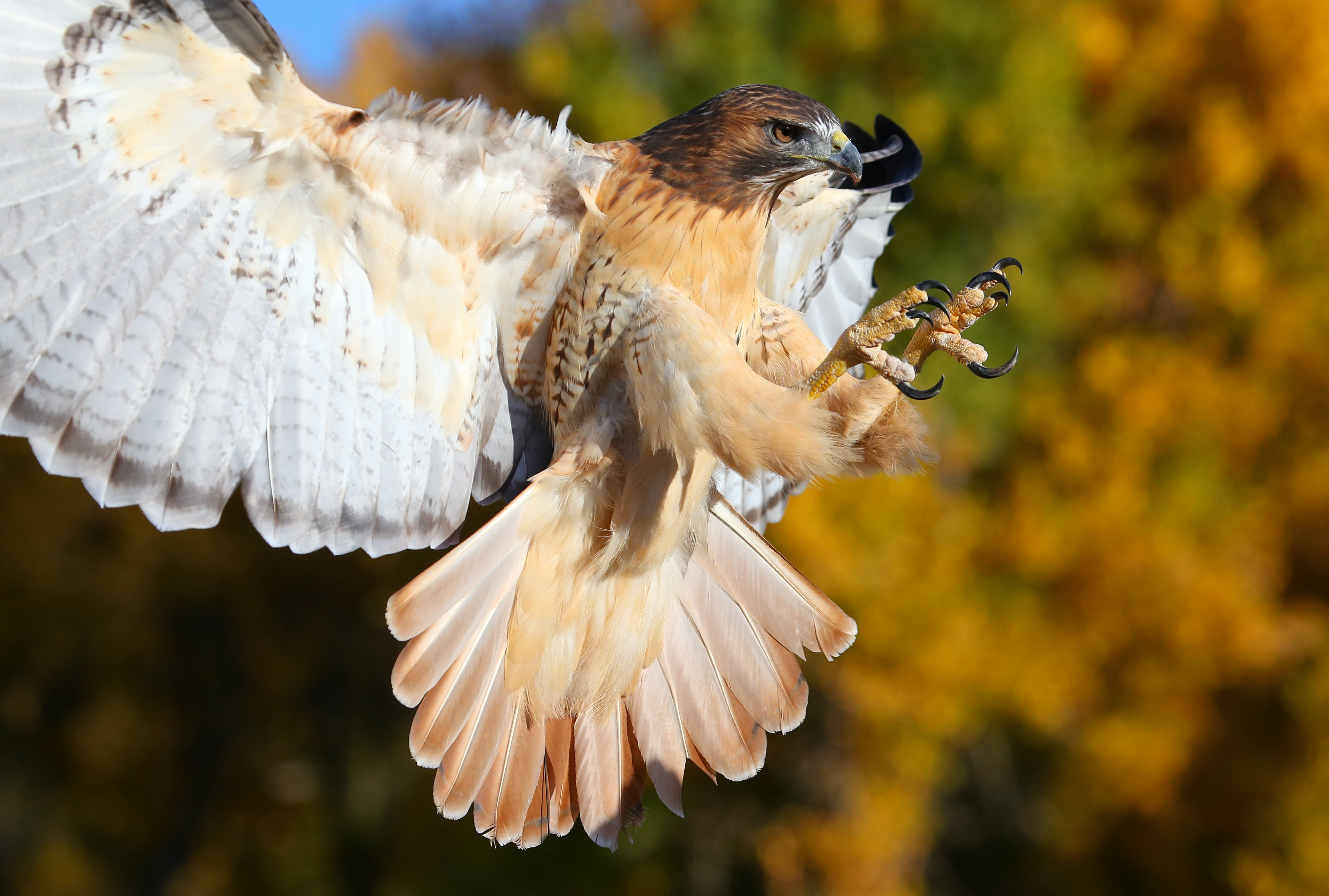 Red-Tailed Hawk Facts: Animals of North America - WorldAtlas.com