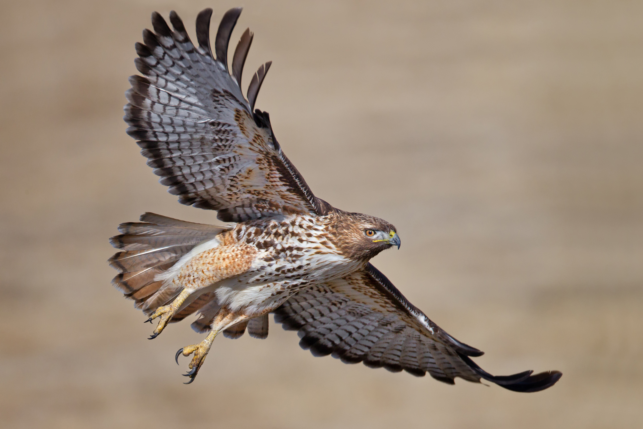 Red-Tailed Hawks – Hollywood's Favorite | Tallahassee.com Community ...