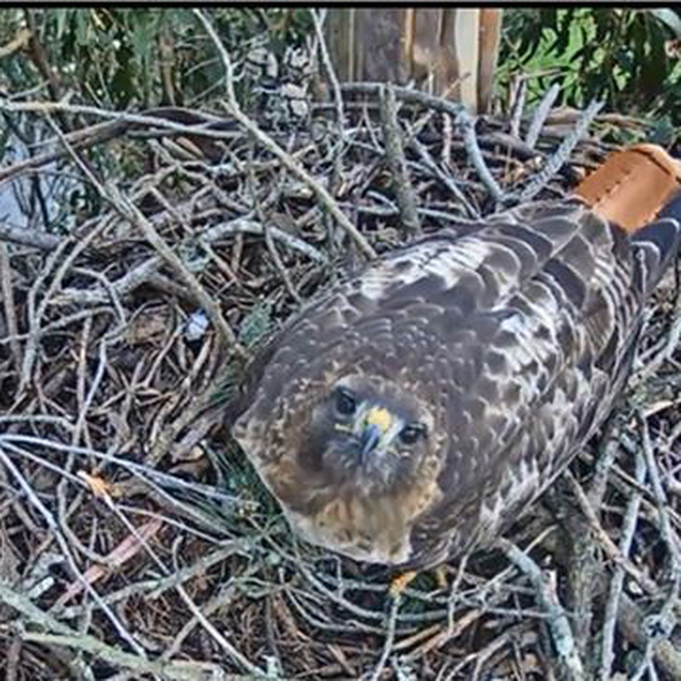 Check out the Presidio's red-tailed hawk family nest live cam ...