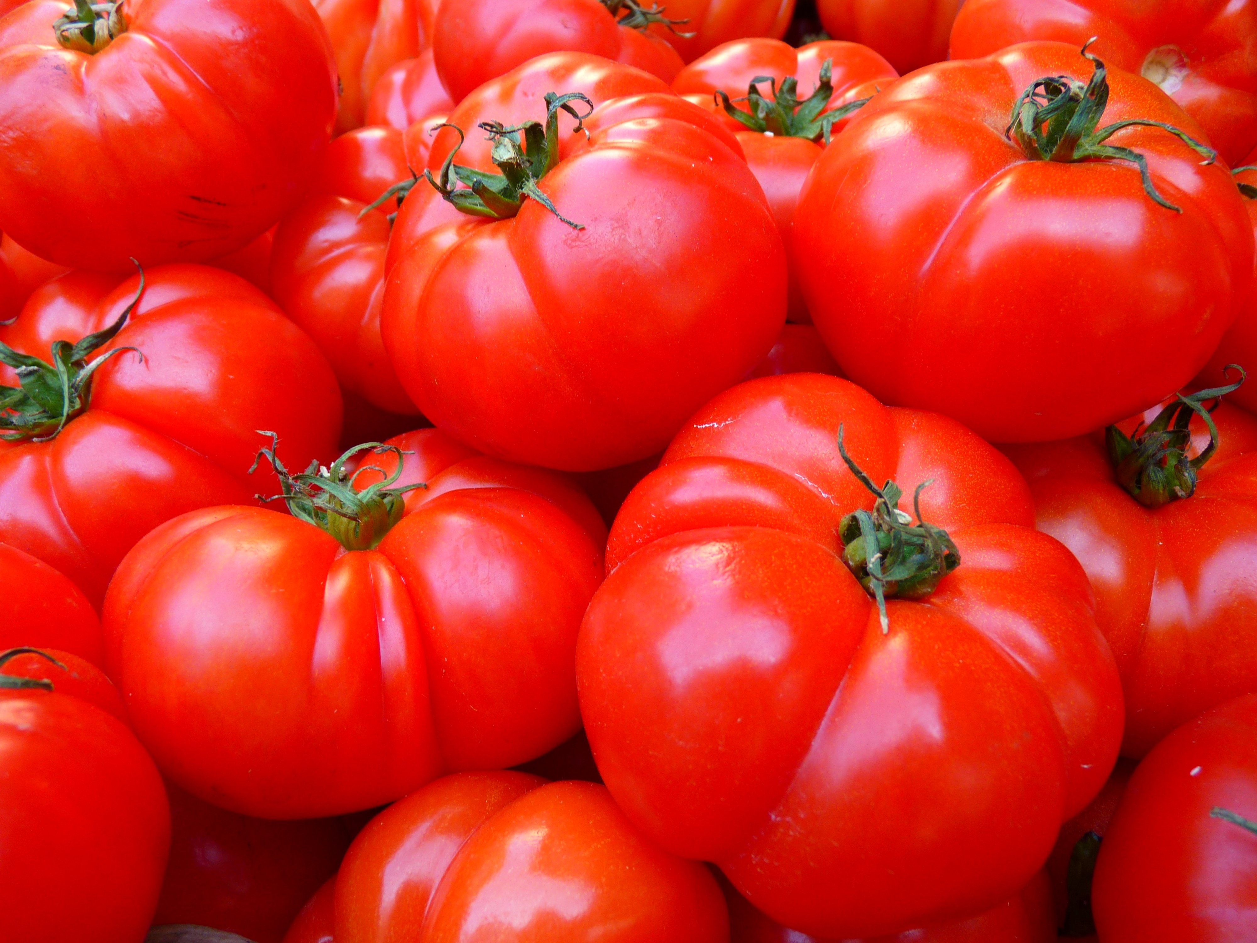 Red tomato bundle photo