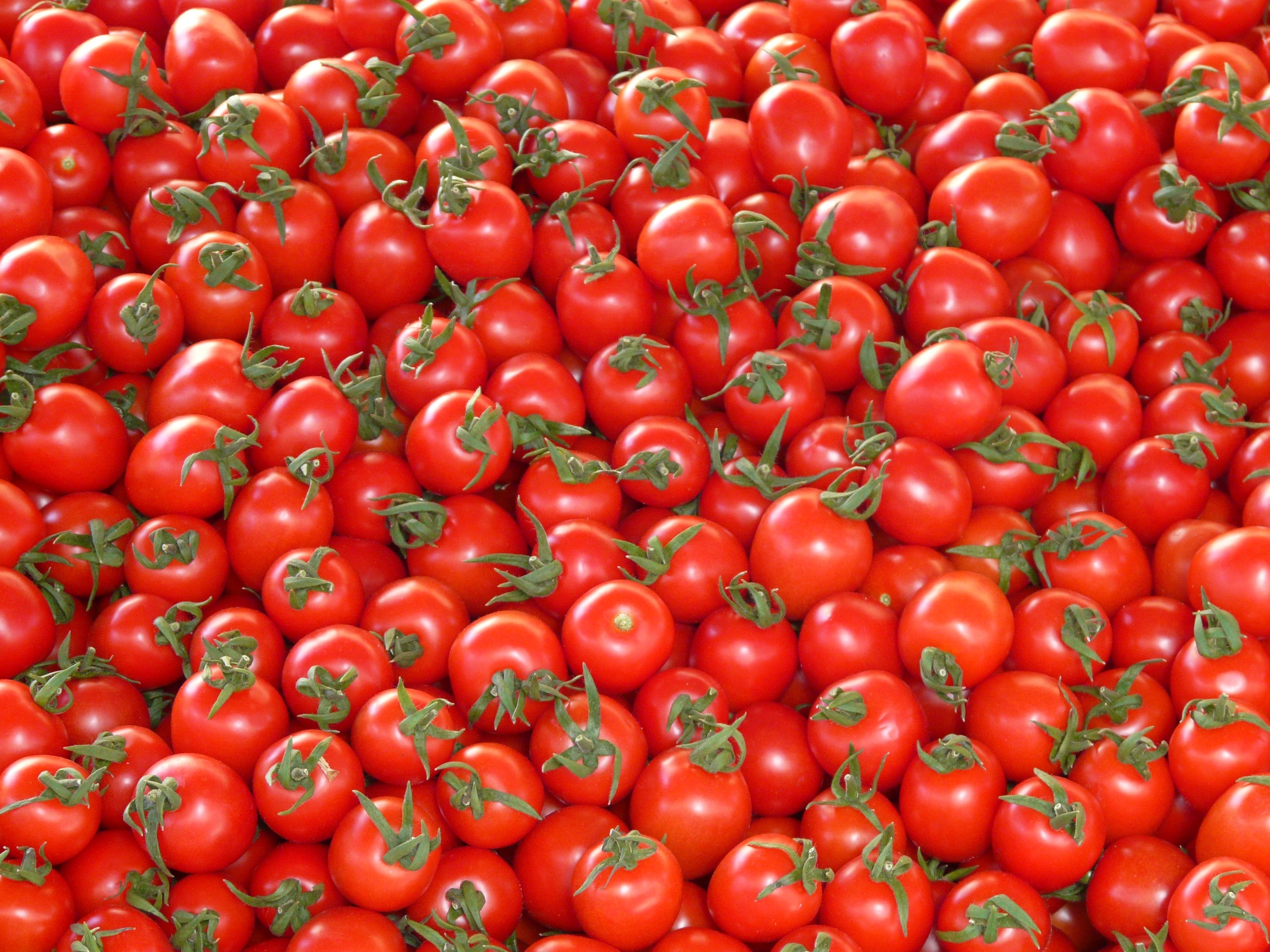 Red Tomatoes · Free Stock Photo