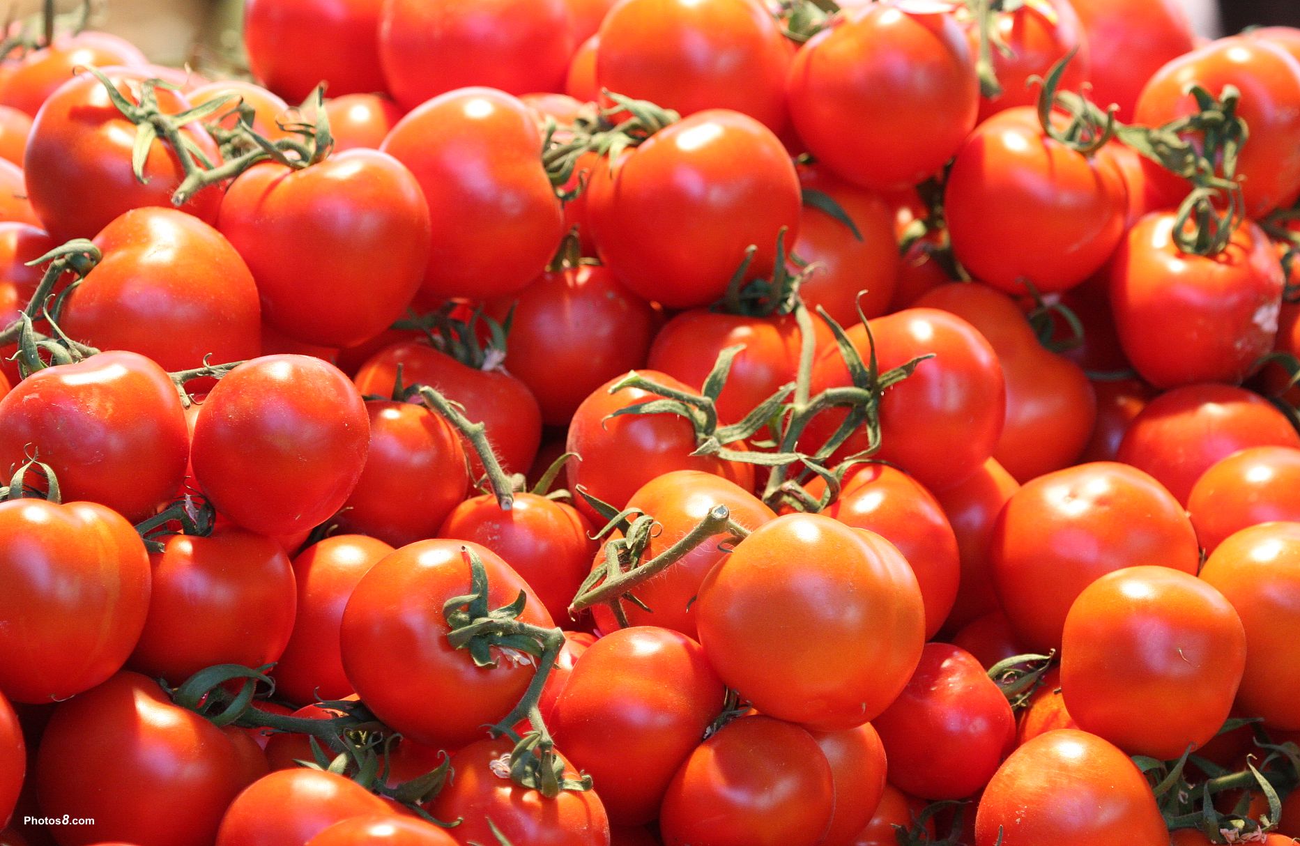 Red Isn't Just For Tomatoes! | Tomato 411