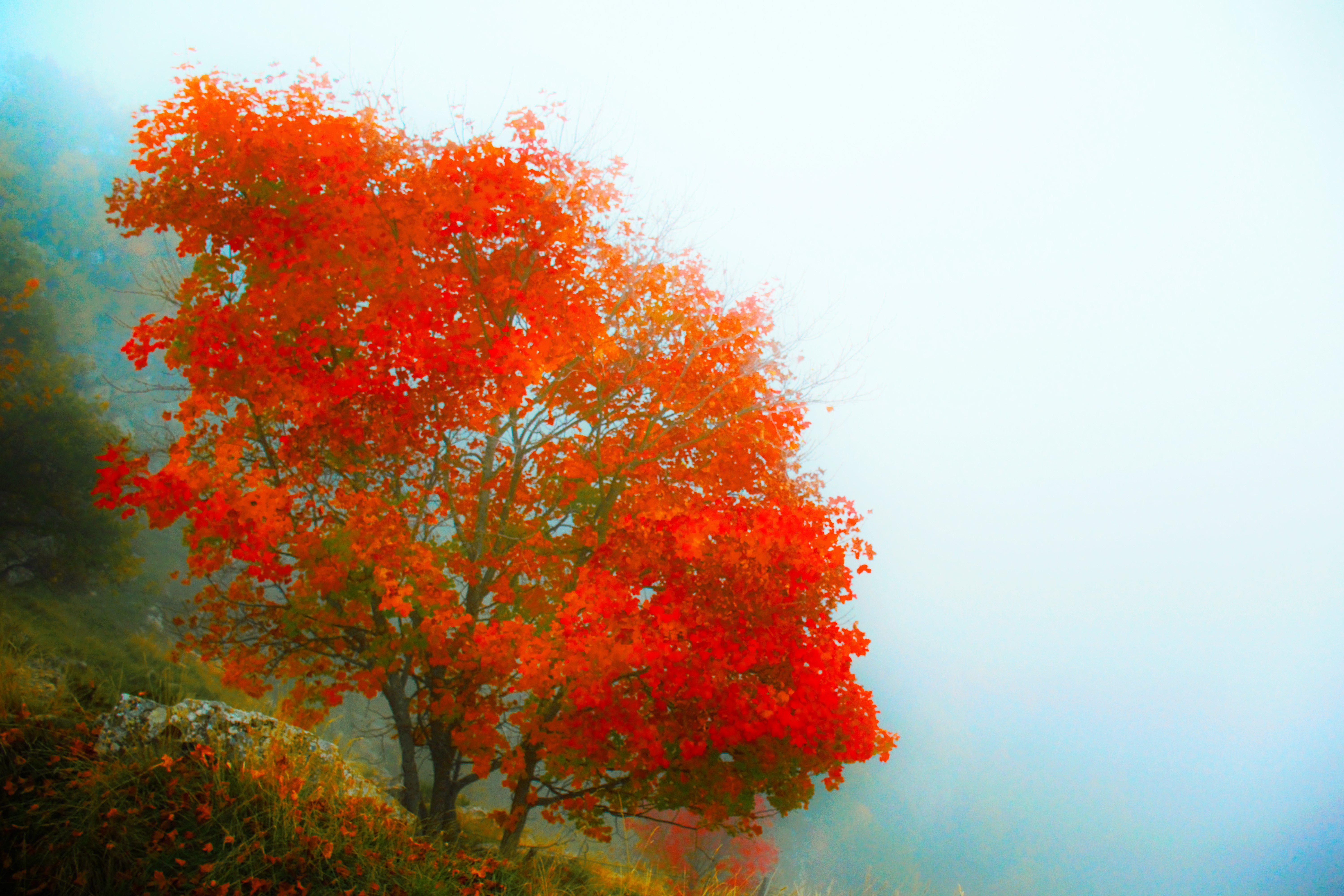 Red Tree by Dasfalmir on DeviantArt