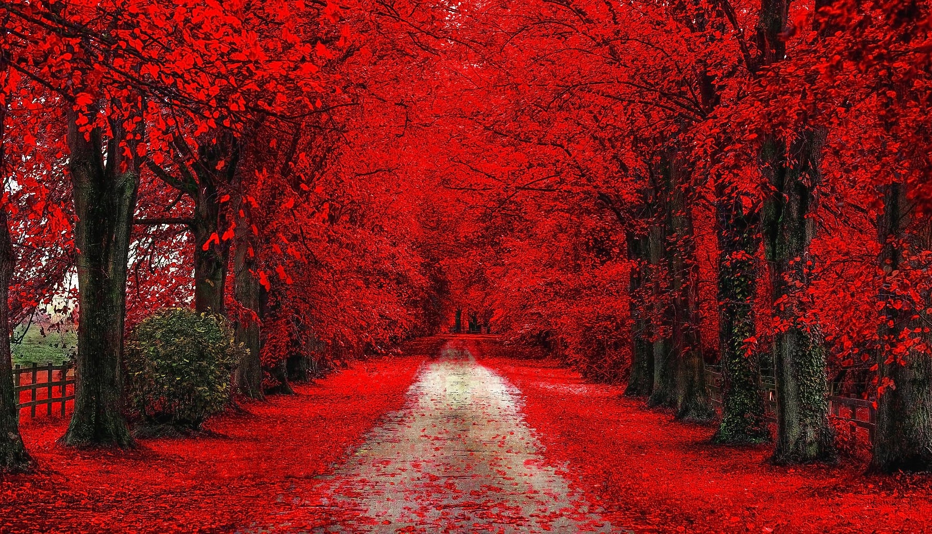 Red Trees Nature - HDWallpaperFX