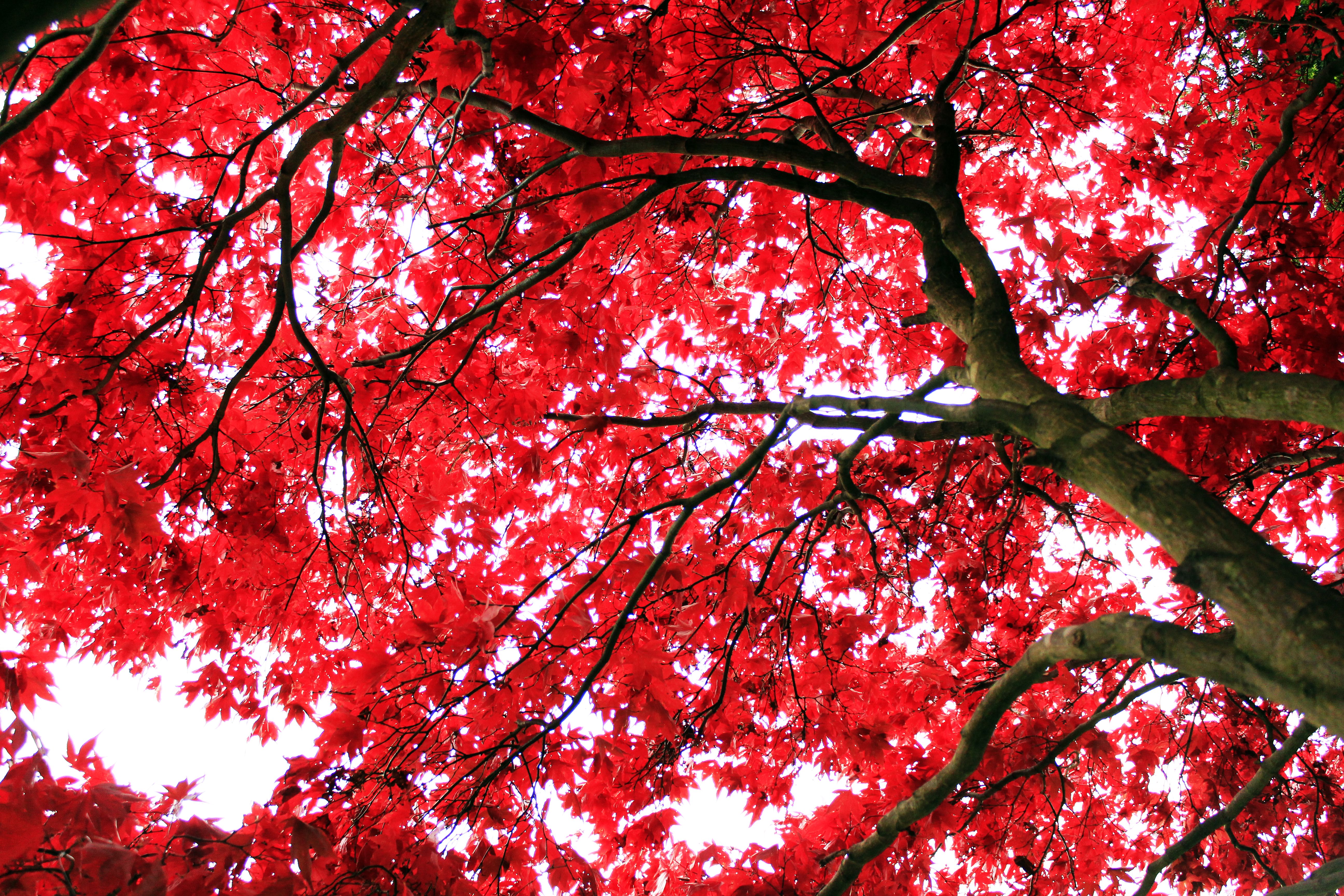 redtree.jpg (5184×3456) | Mother Nature | Pinterest | Mother nature