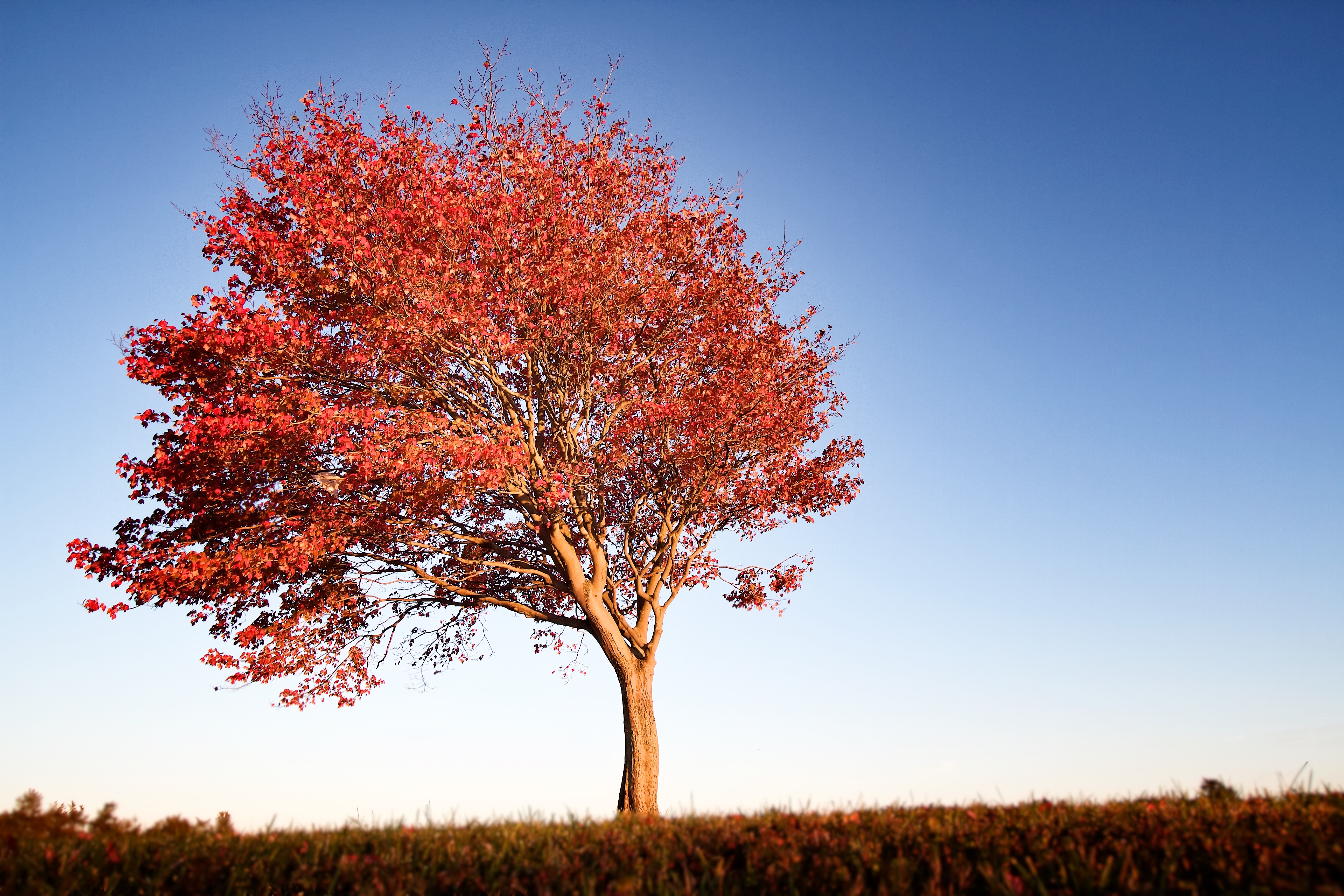 Красивое красное дерево. Красное дерево. Осеннее дерево. Красивое дерево. Деревья осенью.