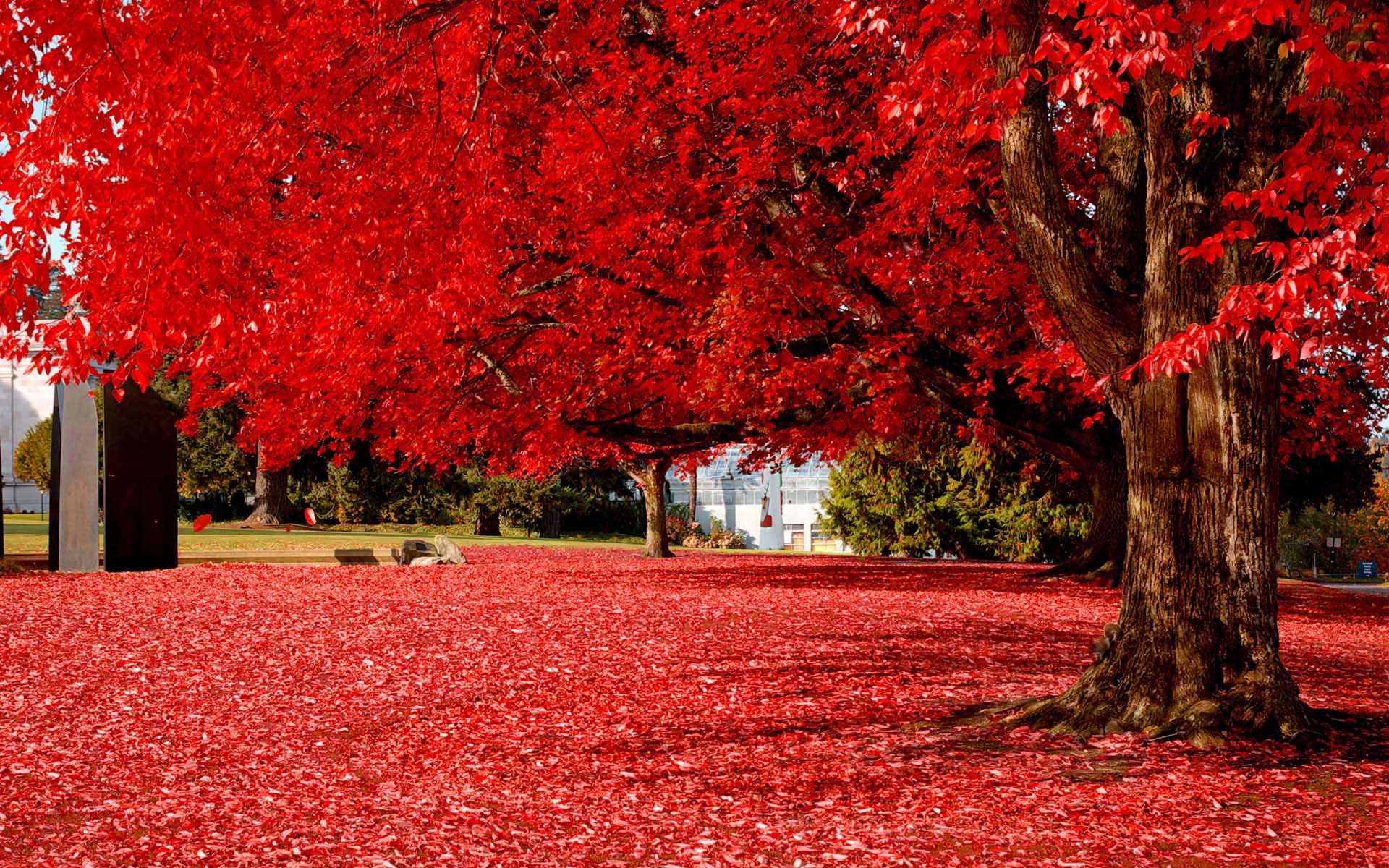 Amazing Red Tree | HD Nature Wallpapers for Mobile and Desktop