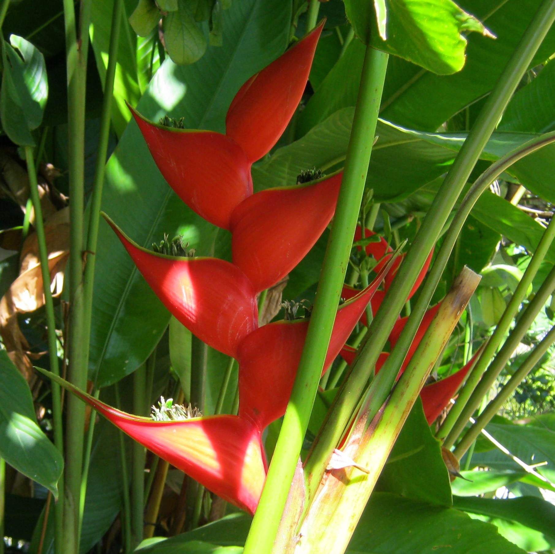 Red tropical flower photo