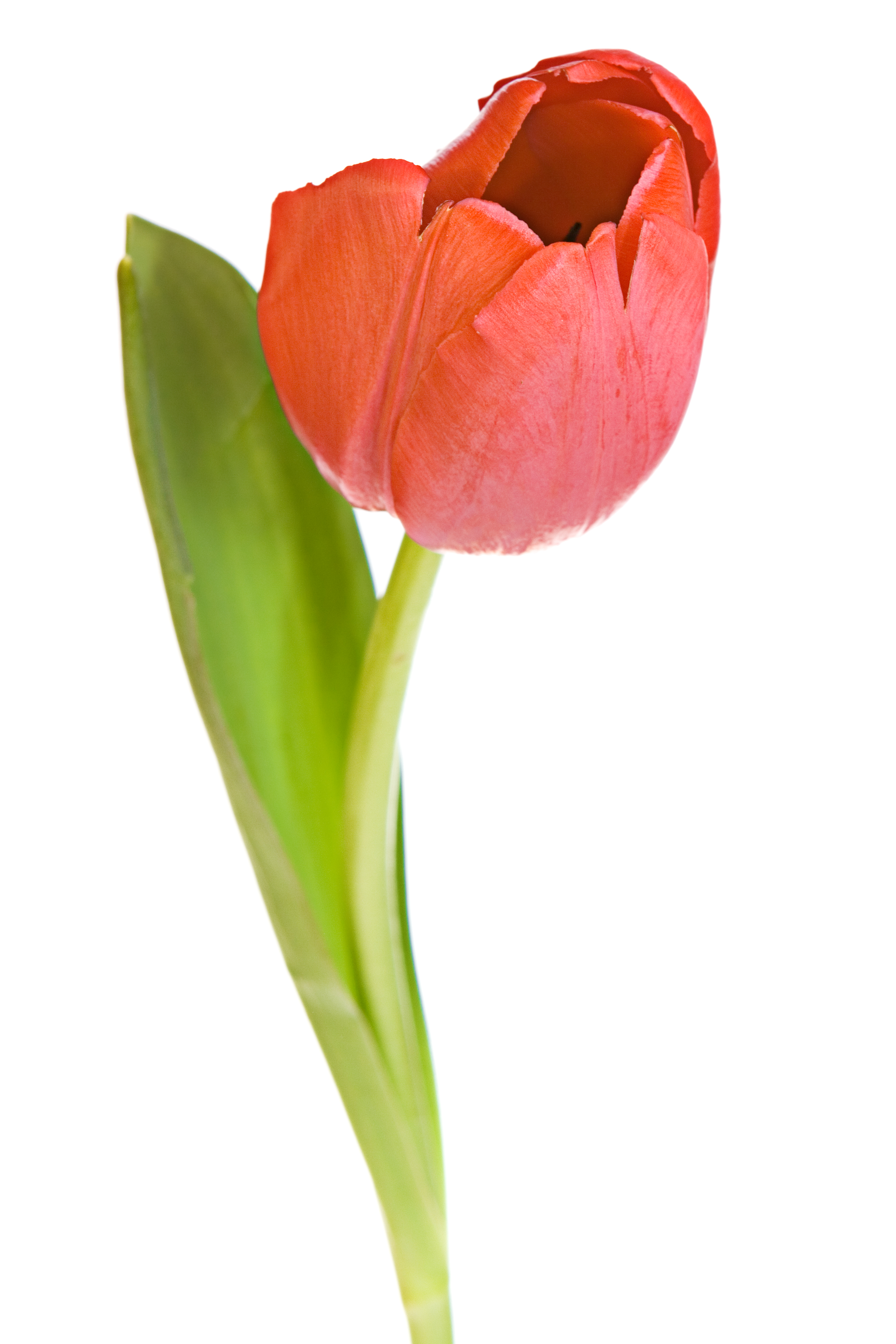 Red tulip, Arrangement, Leaf, Valentine, Tulip, HQ Photo