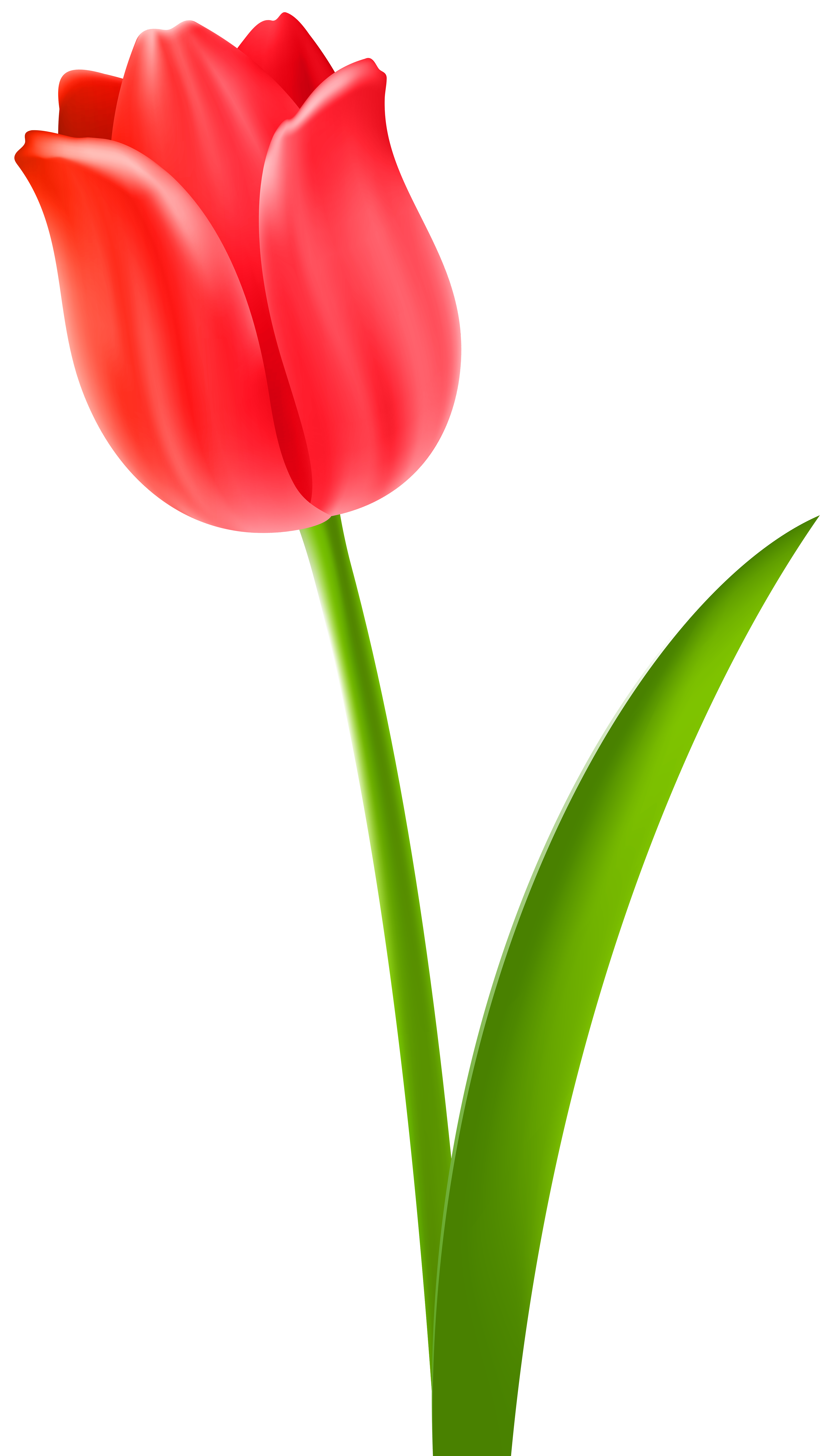 Red Tulip Transparent Clip Art Image | Gallery Yopriceville - High ...