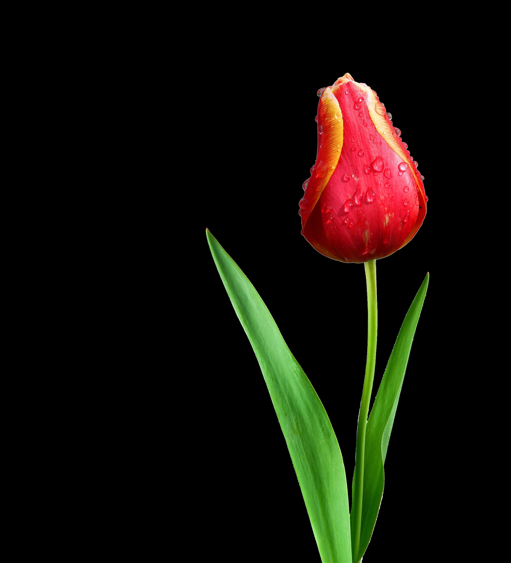 Red Tulip On Black Free Stock Photo - Public Domain Pictures