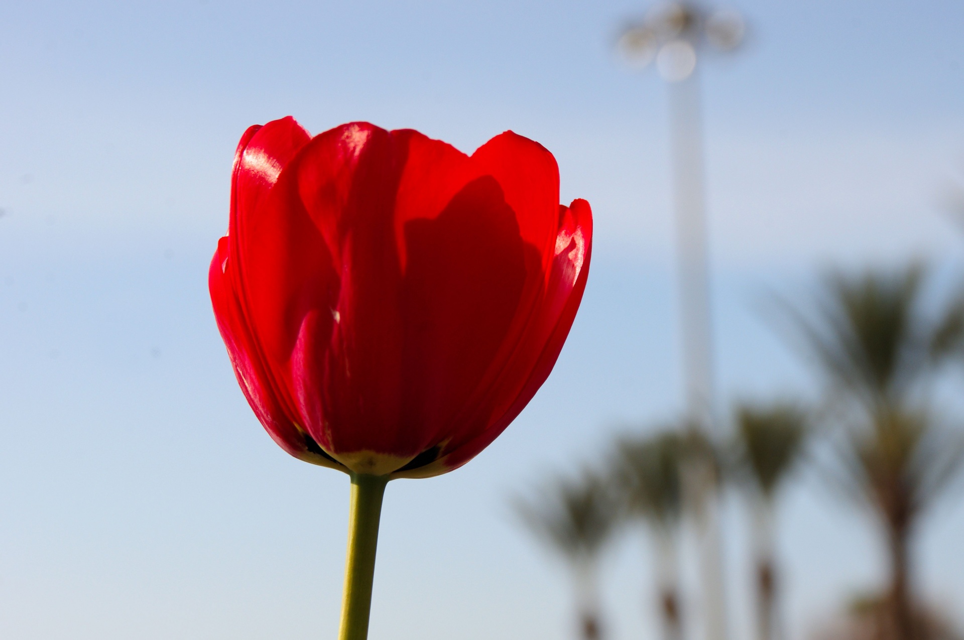 Single Red Tulip Free Stock Photo - Public Domain Pictures