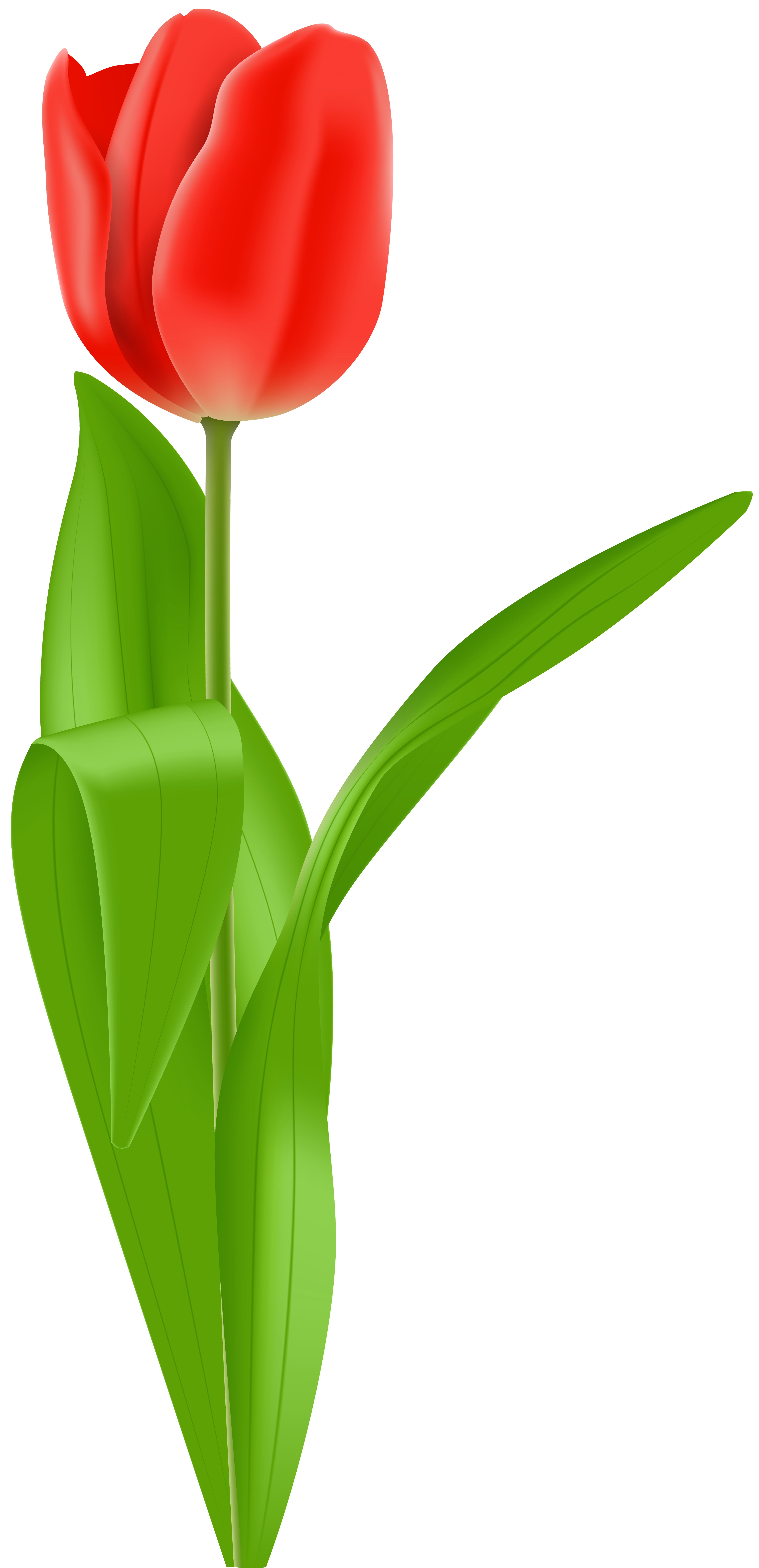 Red Tulip PNG Clip Art Image | Gallery Yopriceville - High-Quality ...