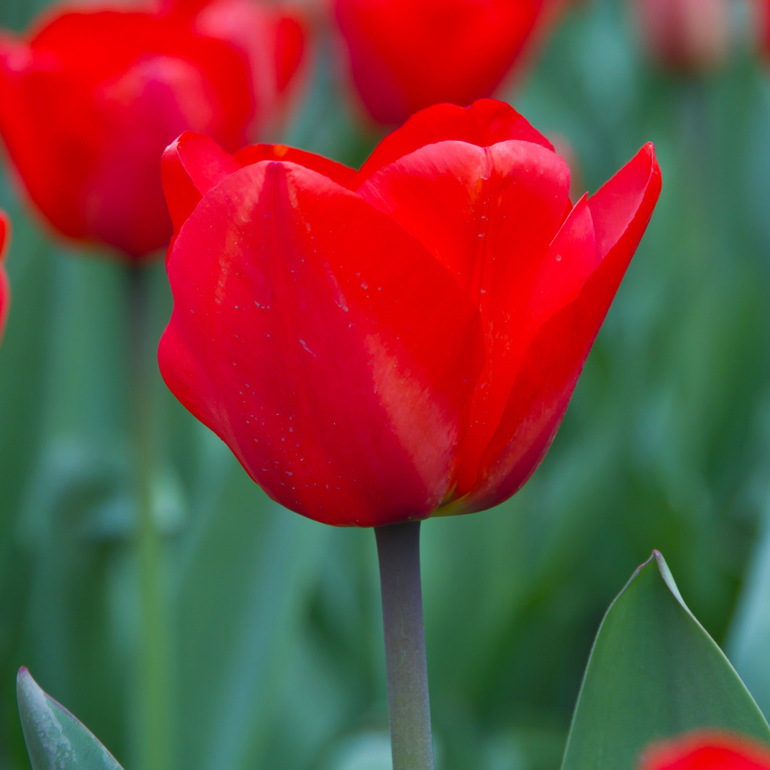 Tulips - Homestead Gardens, Inc. | Homestead Gardens, Inc.