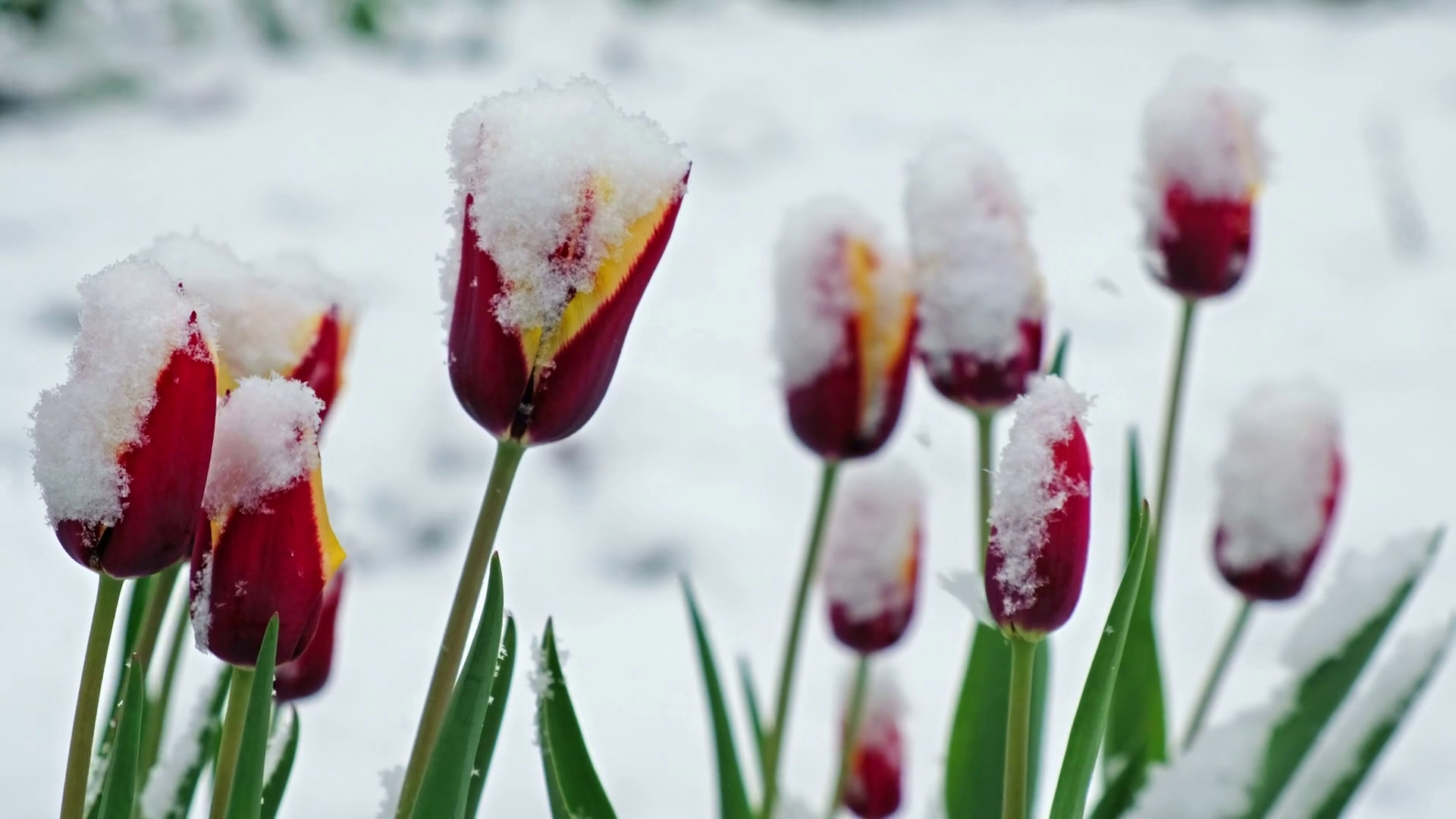 Red tulip flowers under the snow in late Spring snowfall in Siberia ...