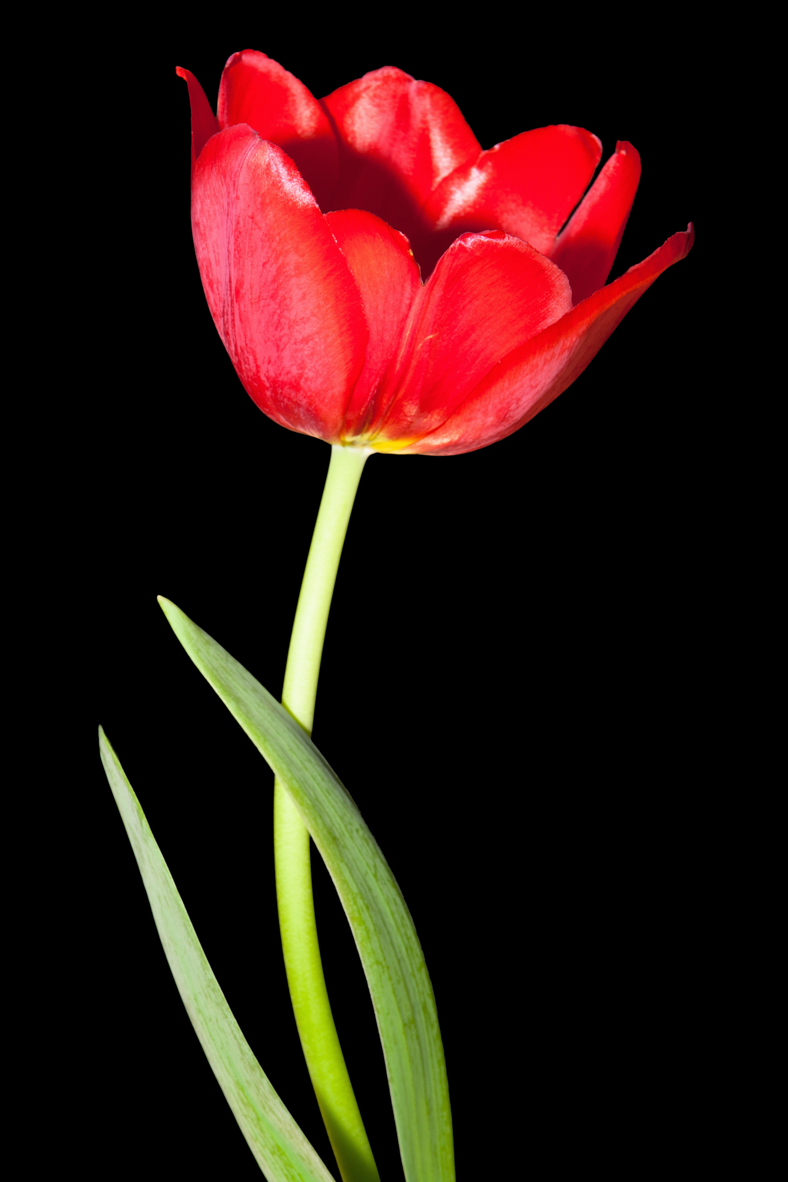 Red tulip photo