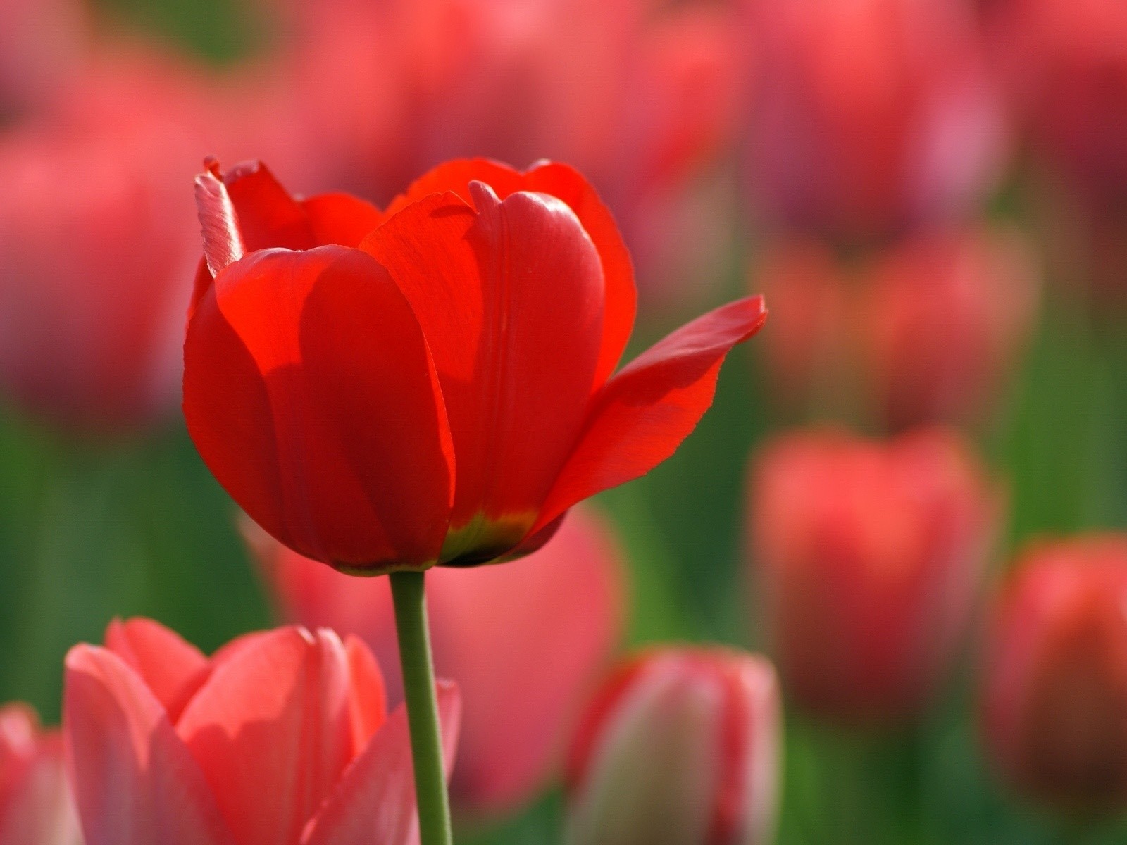 Flowers: Bright Red Tulip Tulips Flowers Free Download Wallpaper for ...
