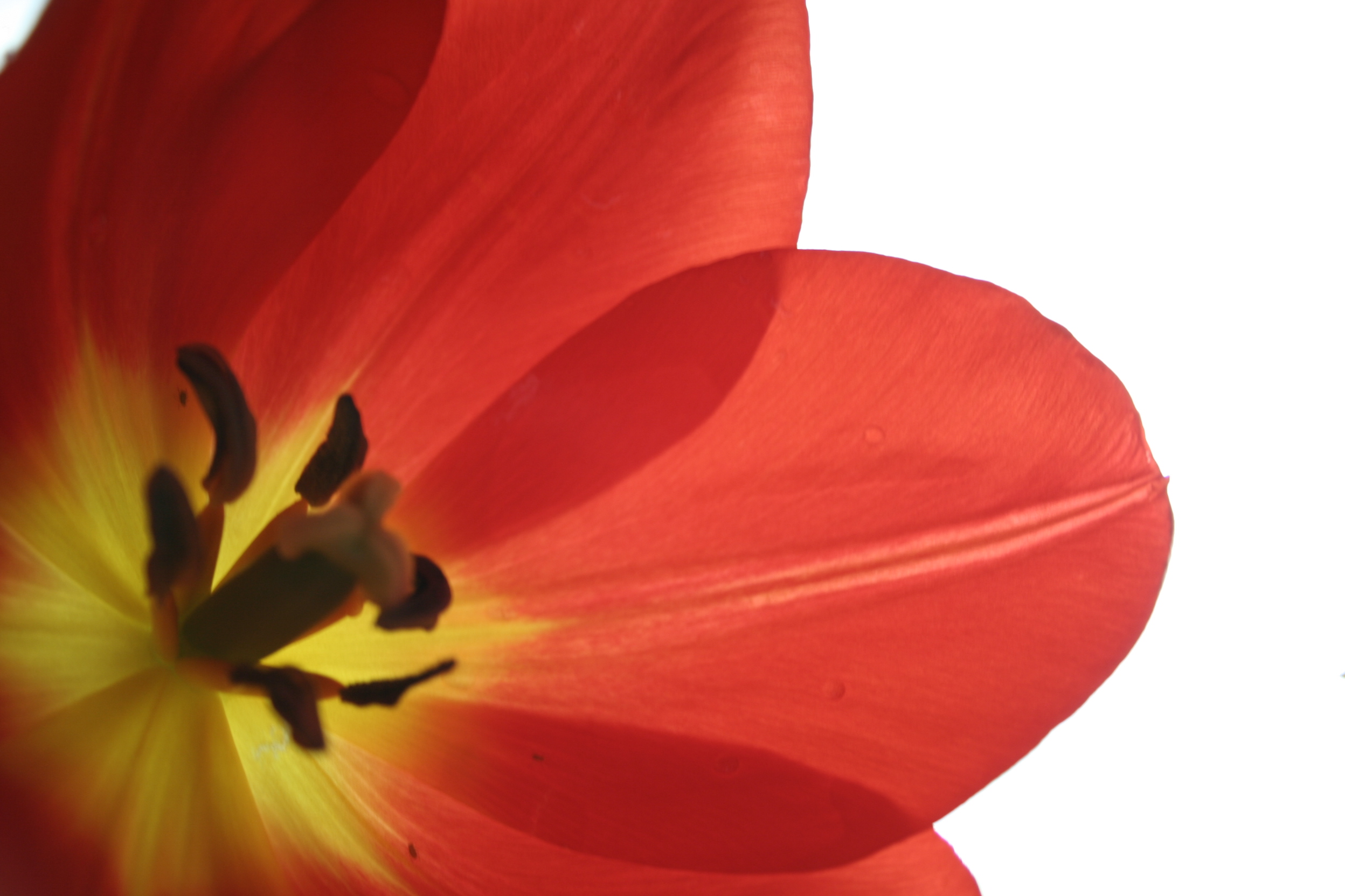 Red tulip photo