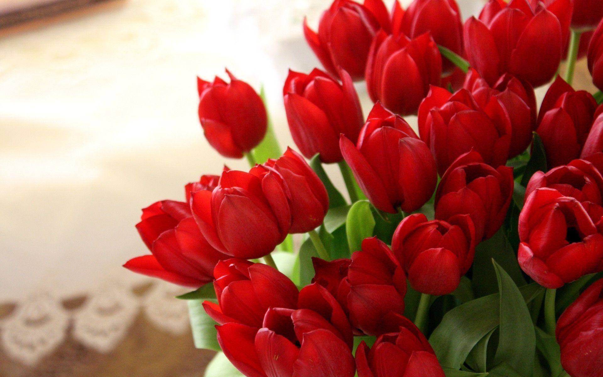Red Tulip Wallpaper (54+ pictures)