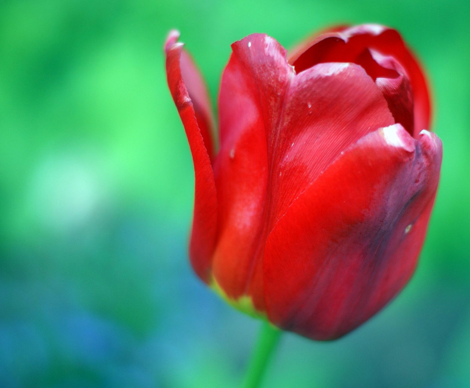 Red Tulip – STEINBRING.net