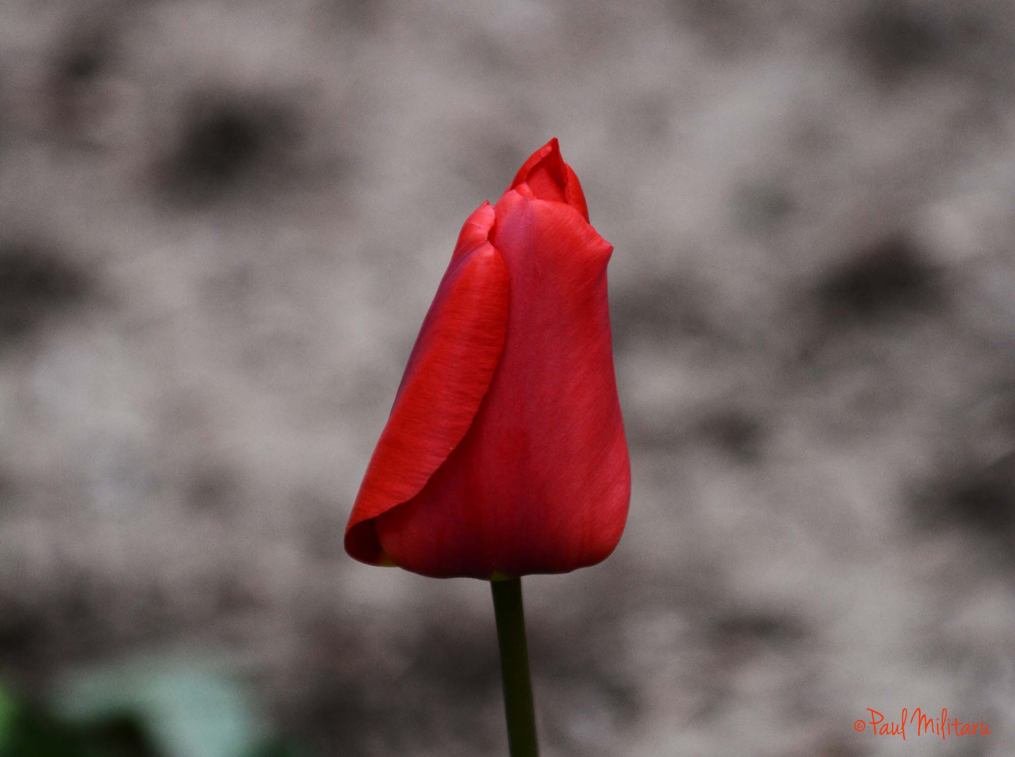 intense red tulip | Paul Militaru
