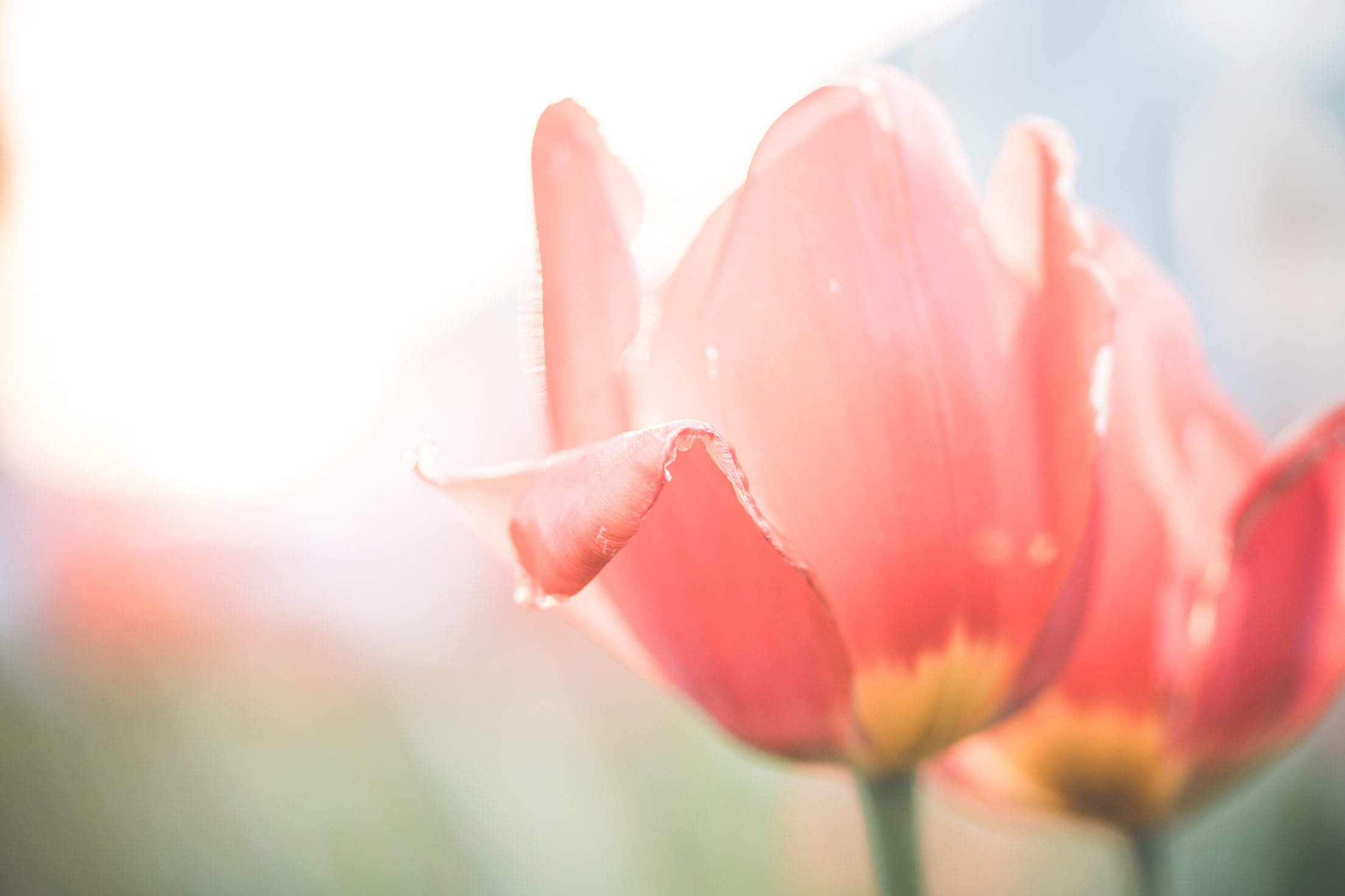 Desaturated Red Tulips Flower Close Up Free Stock Photo Download ...