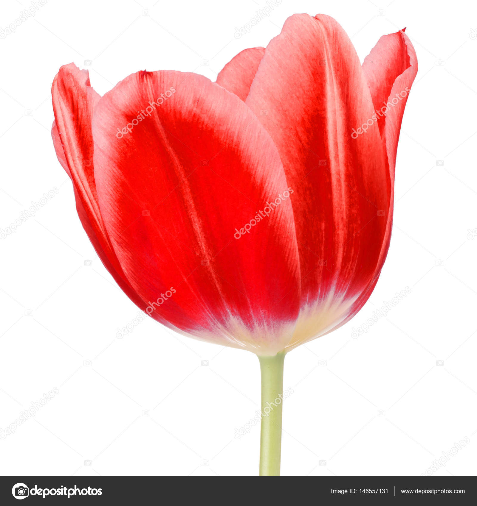 red tulip flower head — Stock Photo © natika #146557131