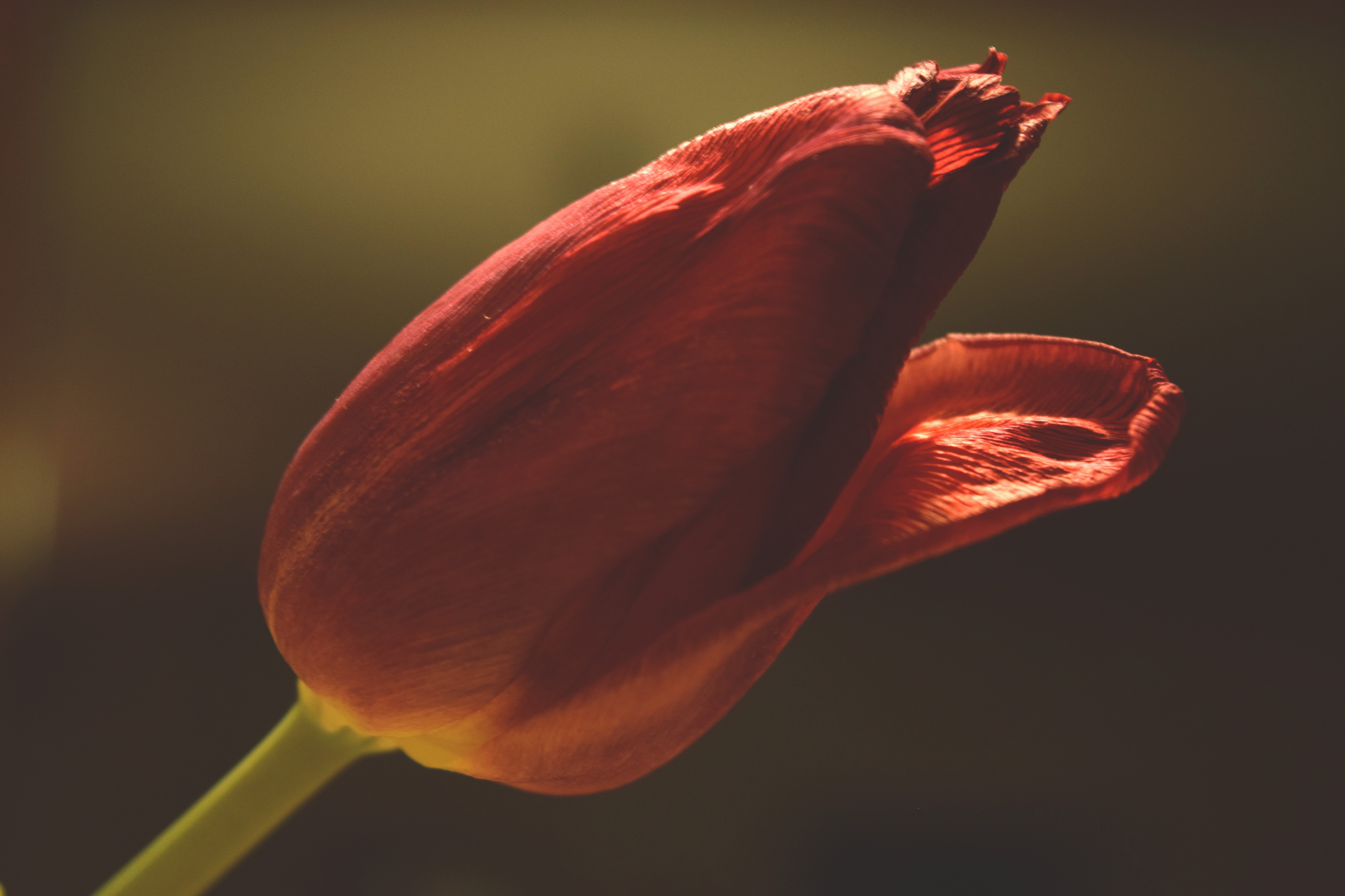 Free stock photo of flowers, red tulip, tulip
