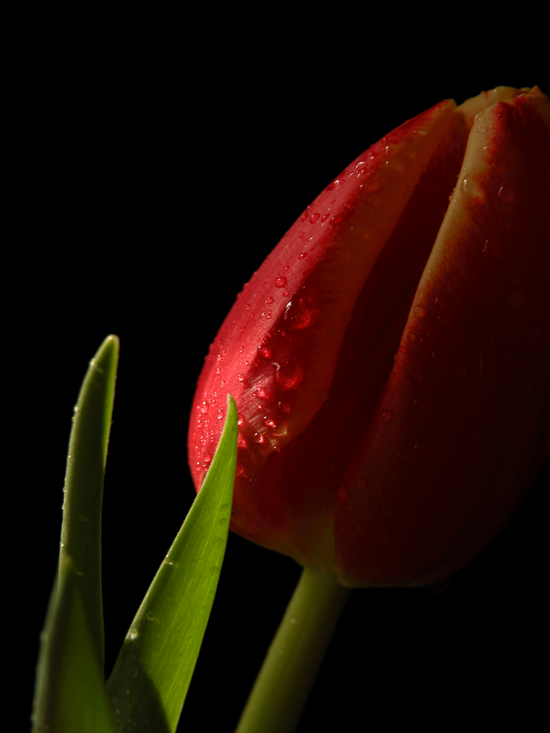 photosbydirk | Red Tulip (on canvas)