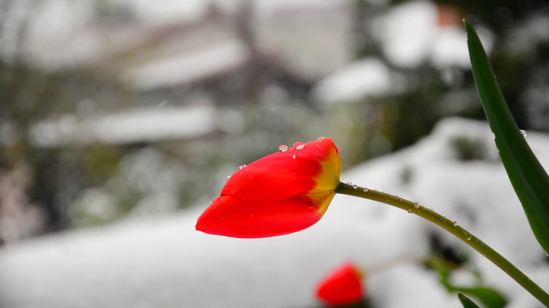 Red tulip in snow. Snowing. Stock Video Footage - Videoblocks