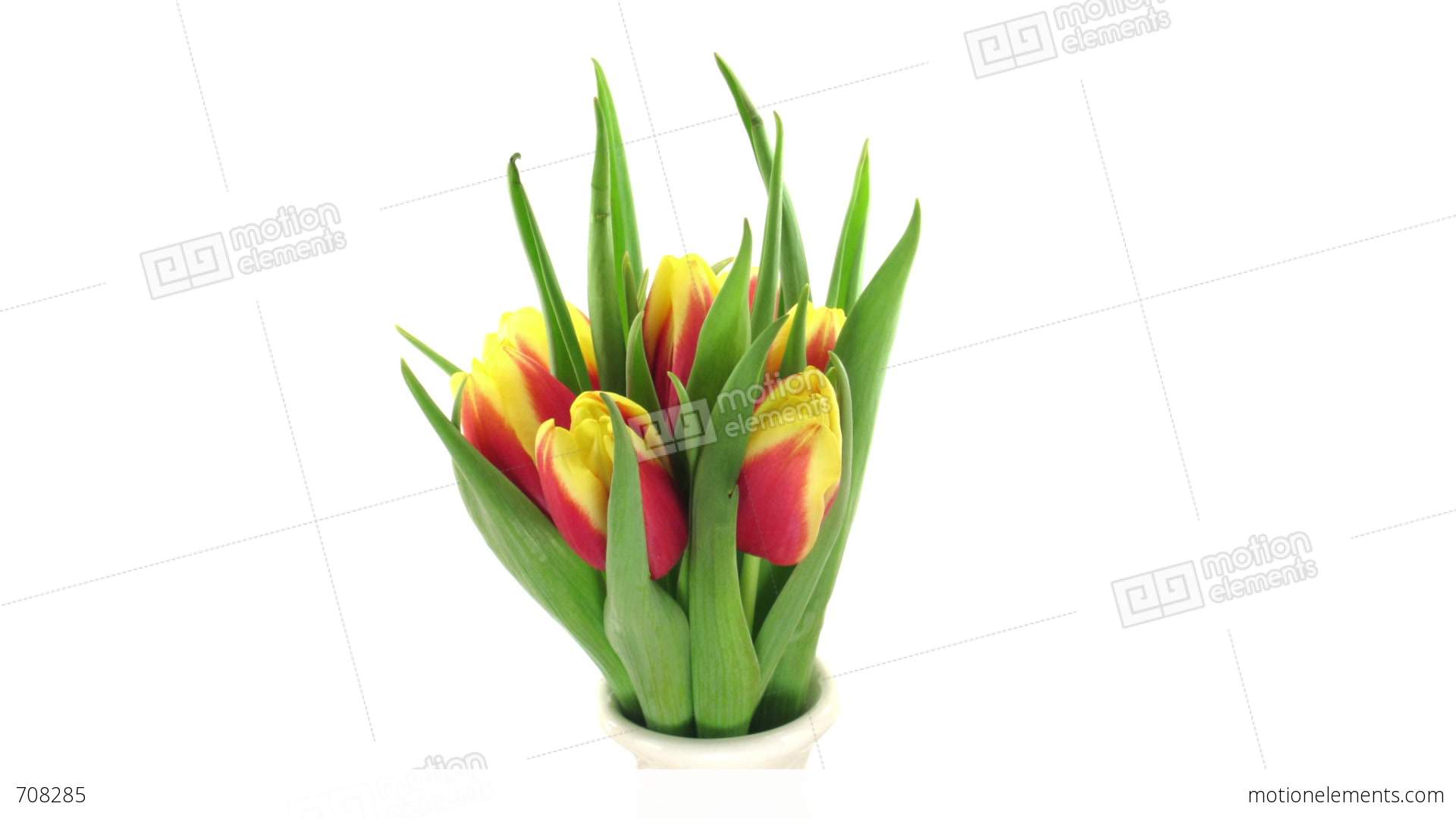 Stereoscopic 3D Time-lapse Of Opening Yellow-red Tulip 1 (combo RGB ...
