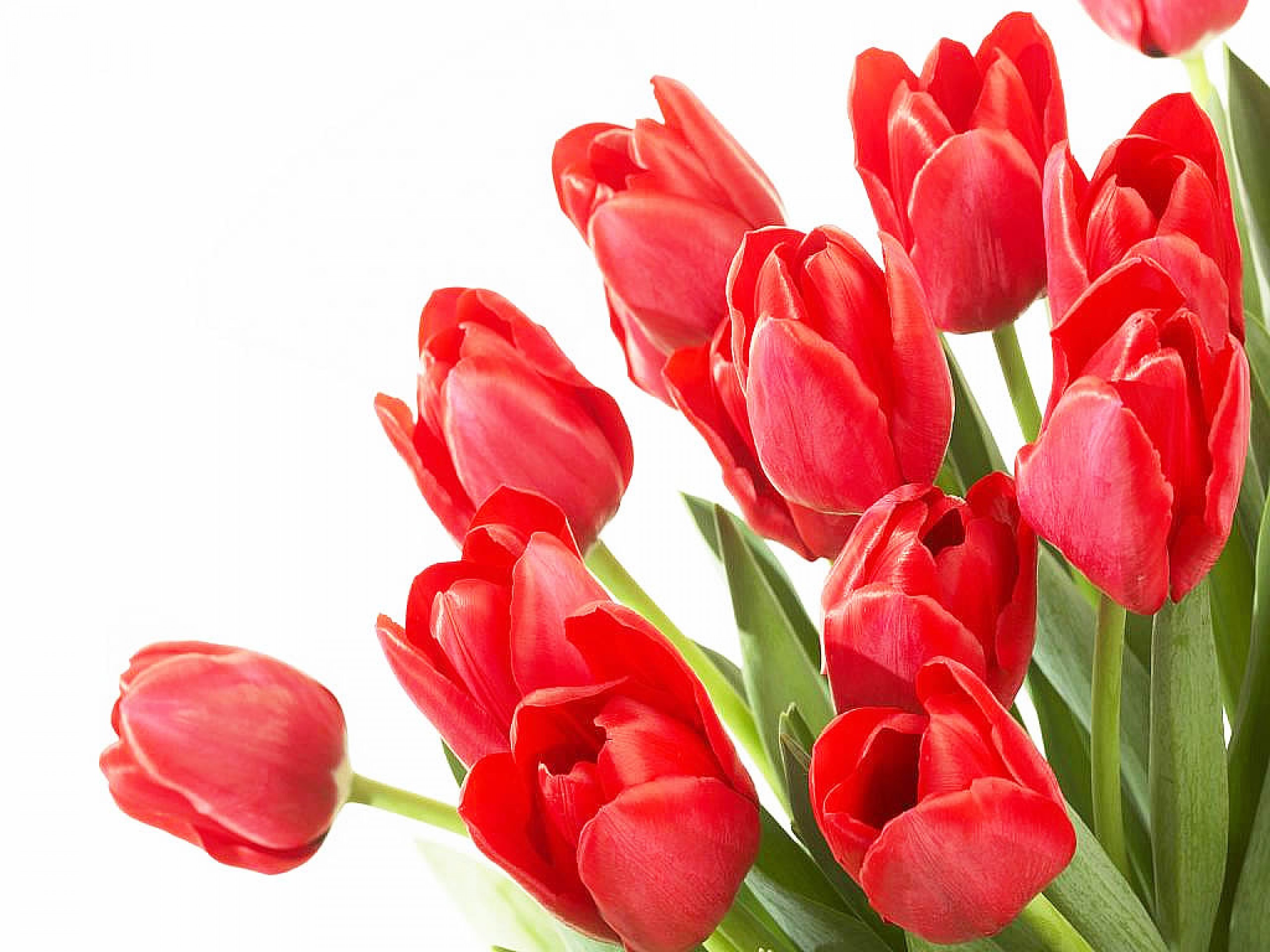My fav red tulips wallpaper | AllWallpaper.in #13244 | PC | en