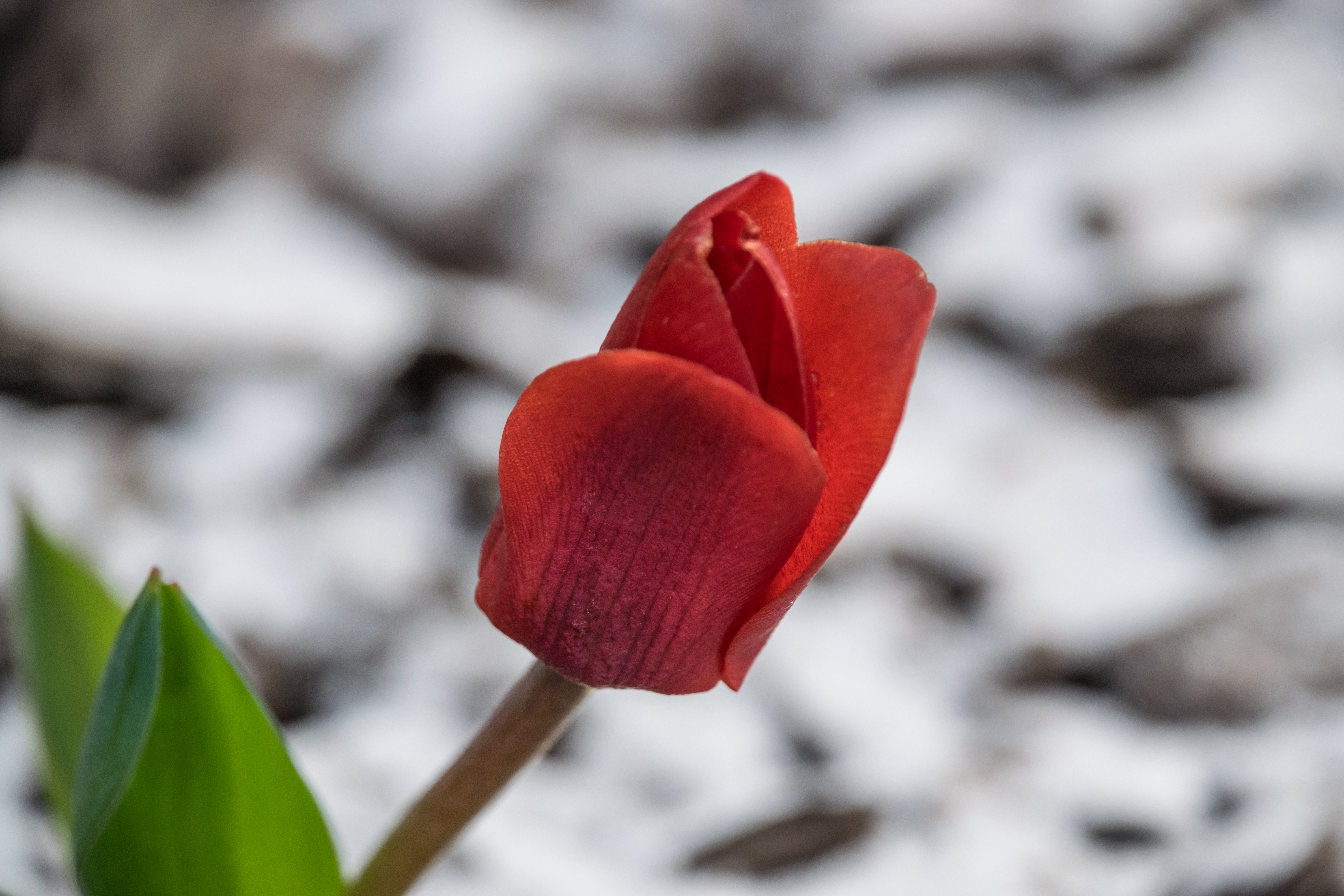 Red Tulip - Free Stock Photo - Easy Download
