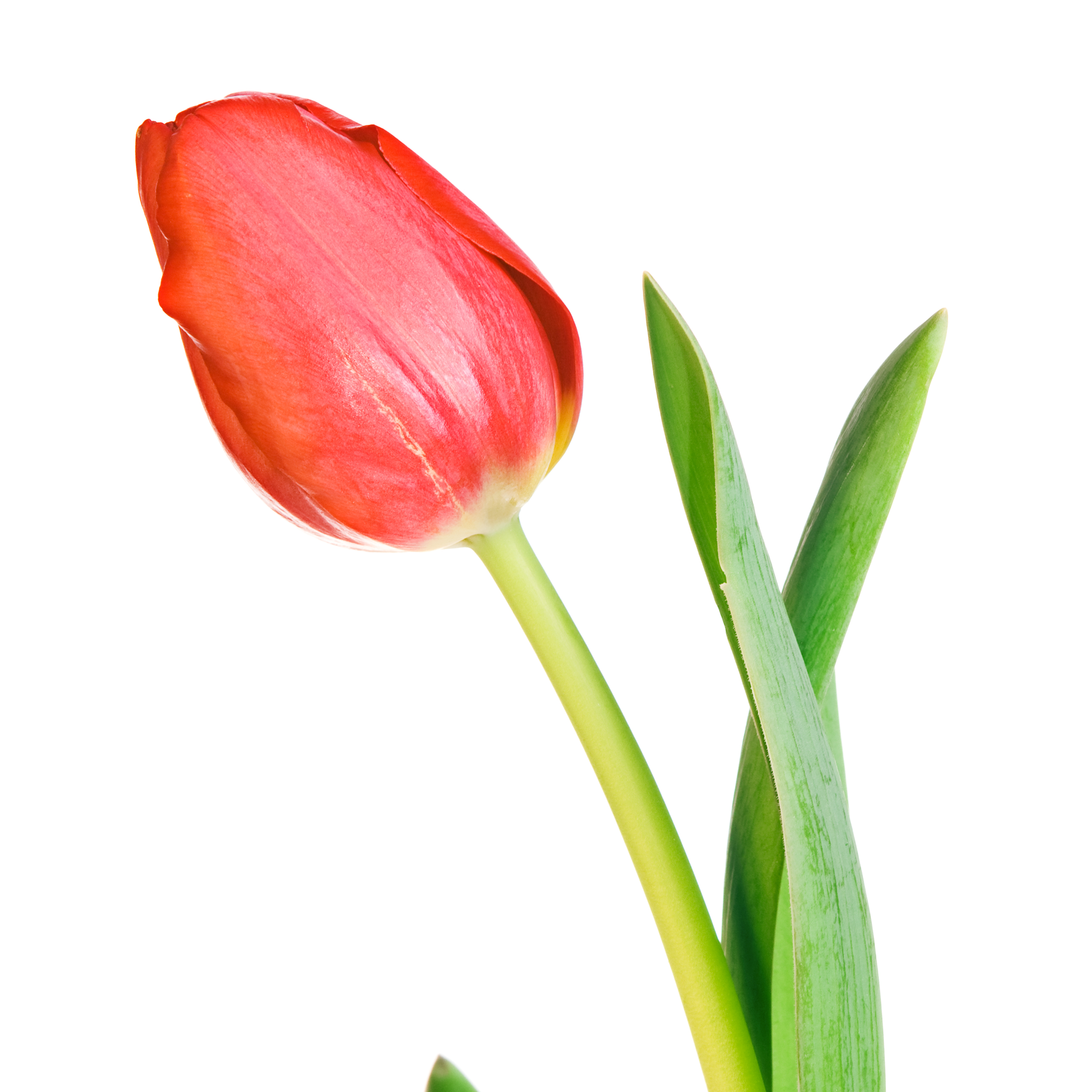 Red tulip, Arrangement, Leaf, Valentine, Tulip, HQ Photo
