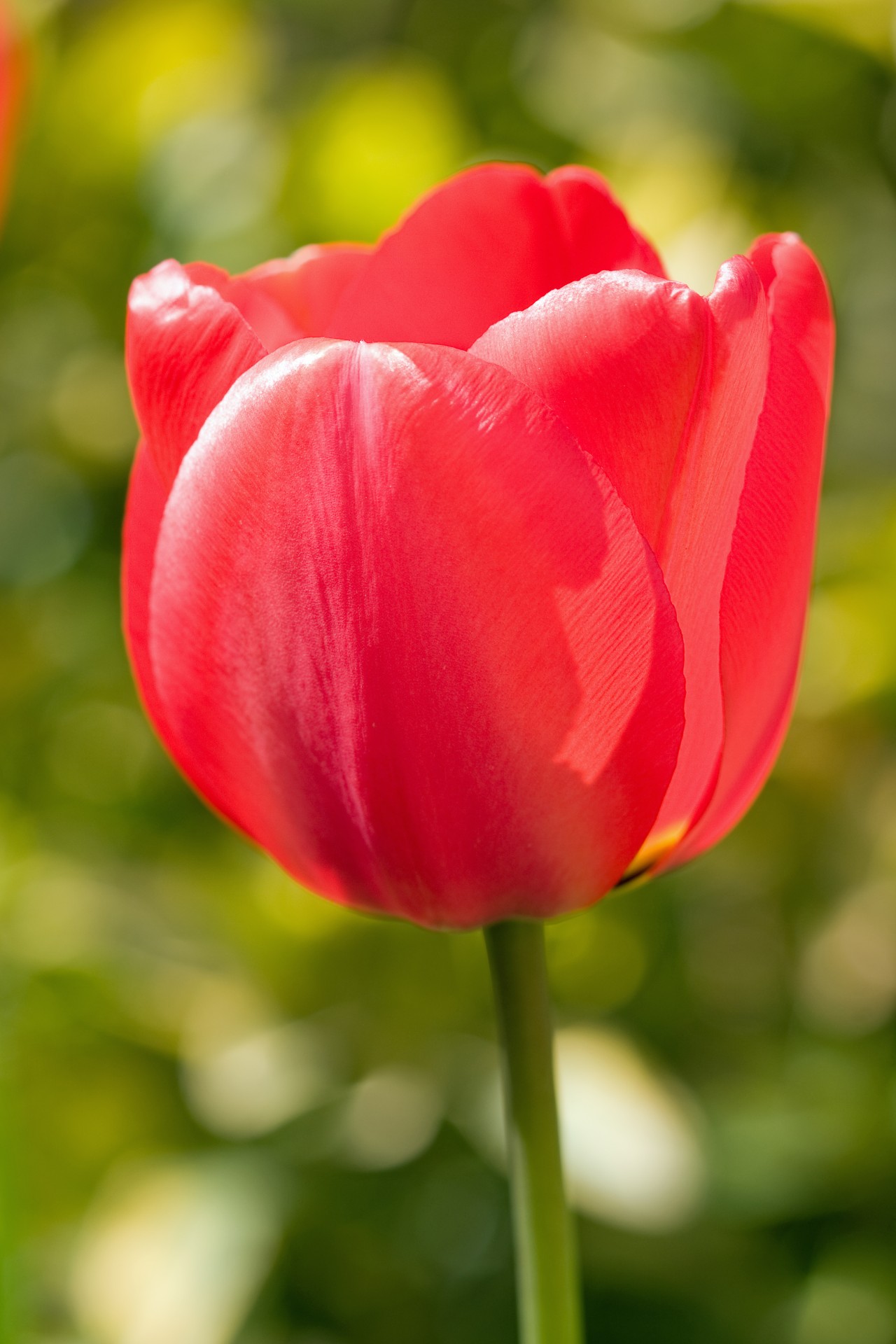 Red Tulip Close-up Free Stock Photo - Public Domain Pictures
