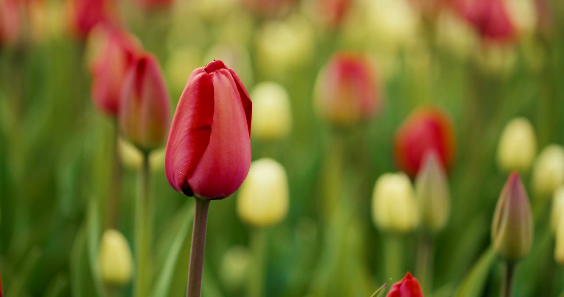 Closeup of a Blood Red Tulip Blooming in a Spring Garden Stock Video ...