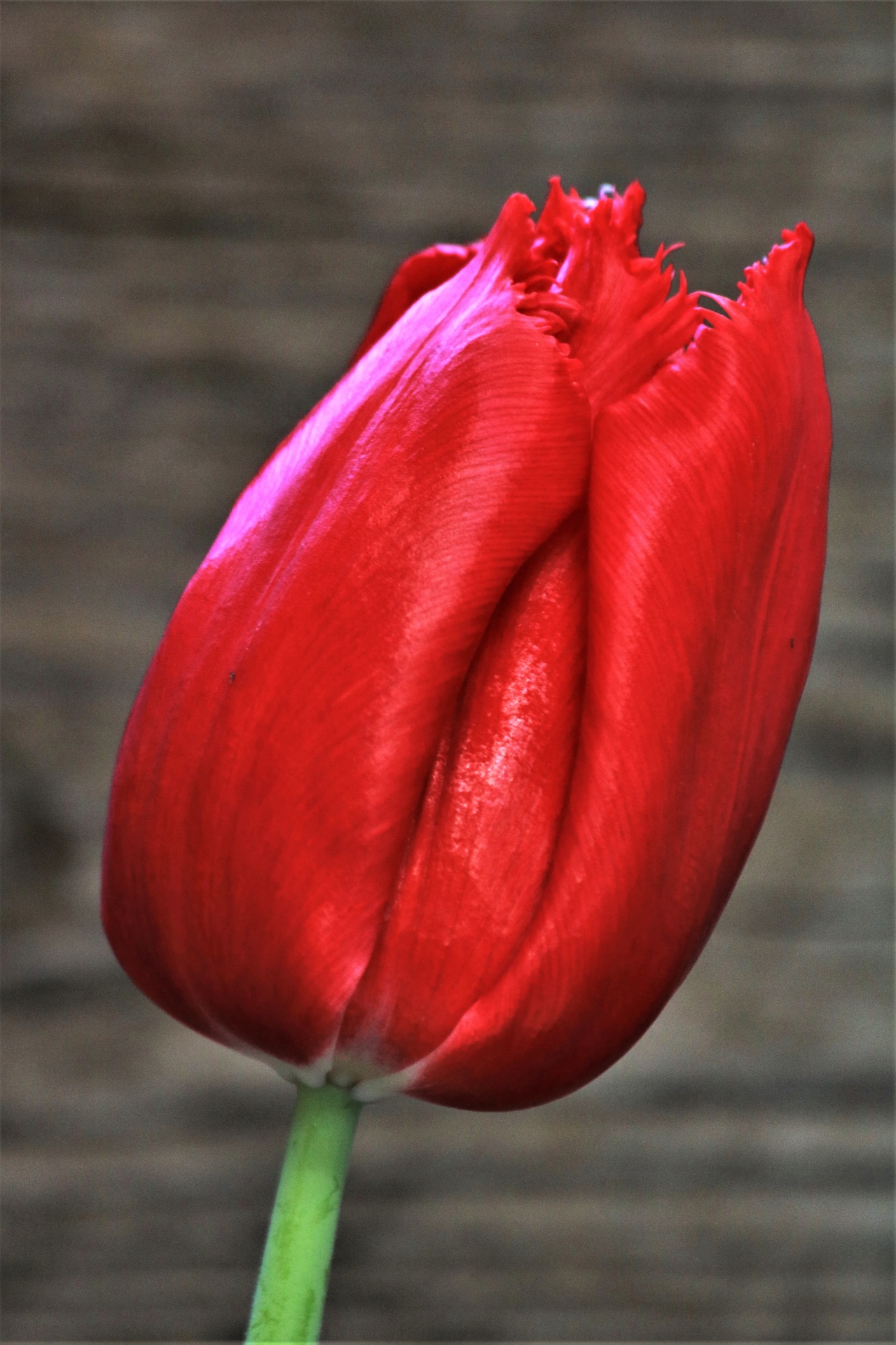 Single Red Tulip Close-up Free Stock Photo - Public Domain Pictures