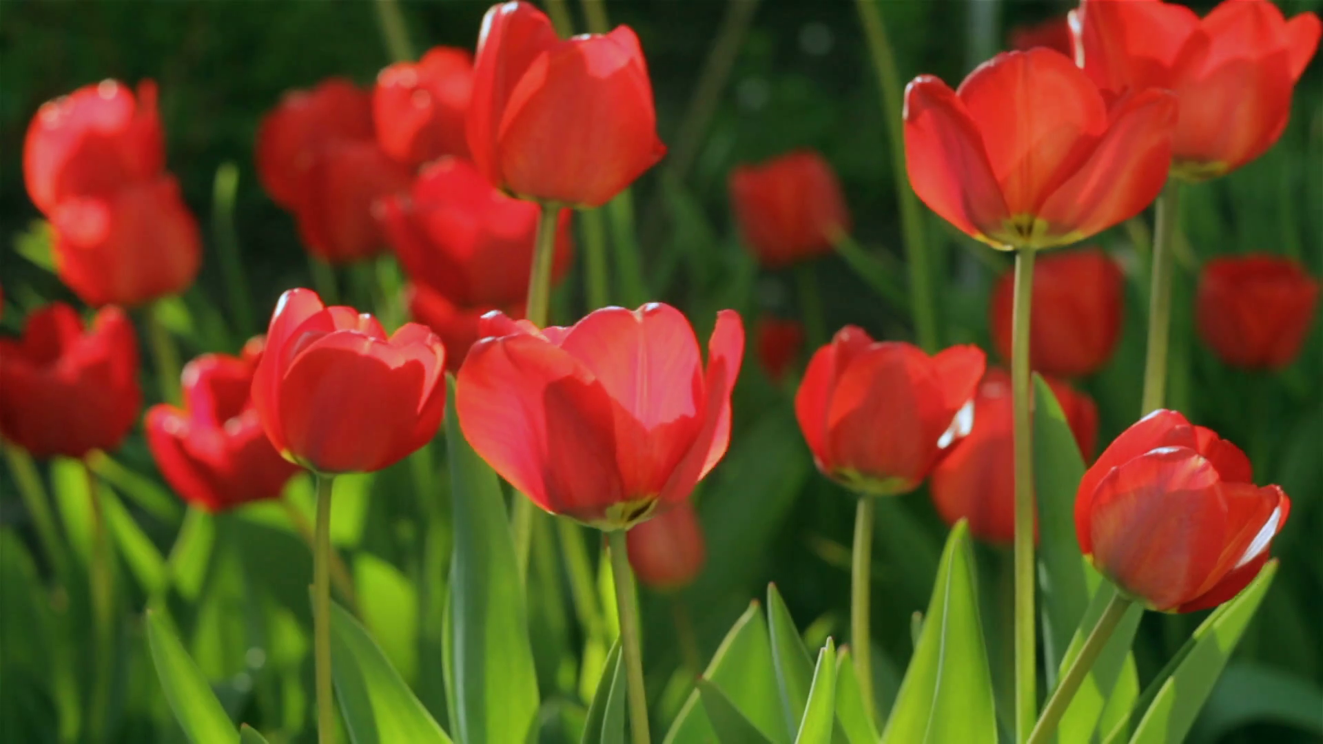 Field of red tulips, closeup of the buds sway in the wind Stock ...