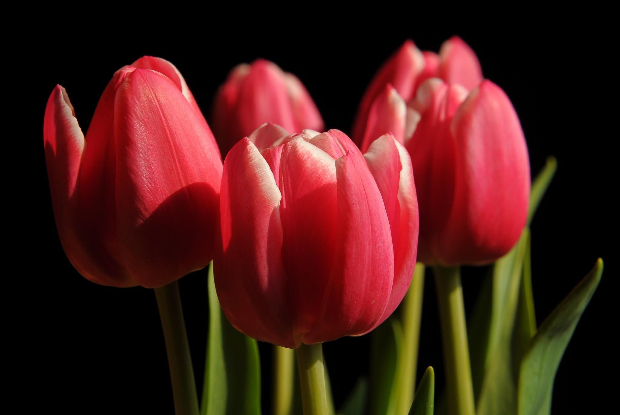 Close up shot of red tulip flower HD wallpaper | Wallpaper Flare