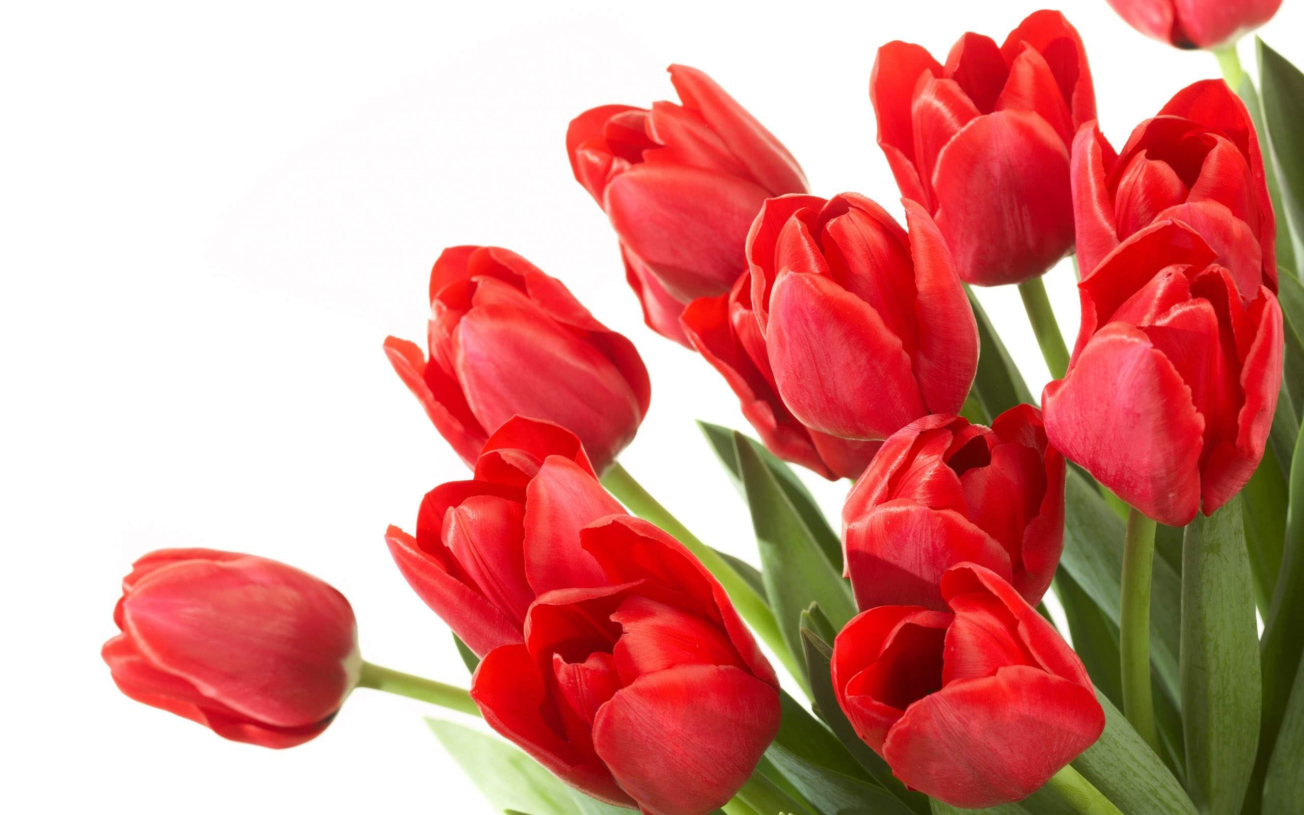40 BEAUTIFUL FLOWER WALLPAPERS FREE TO DOWNLOAD | Flowers, Tulips ...
