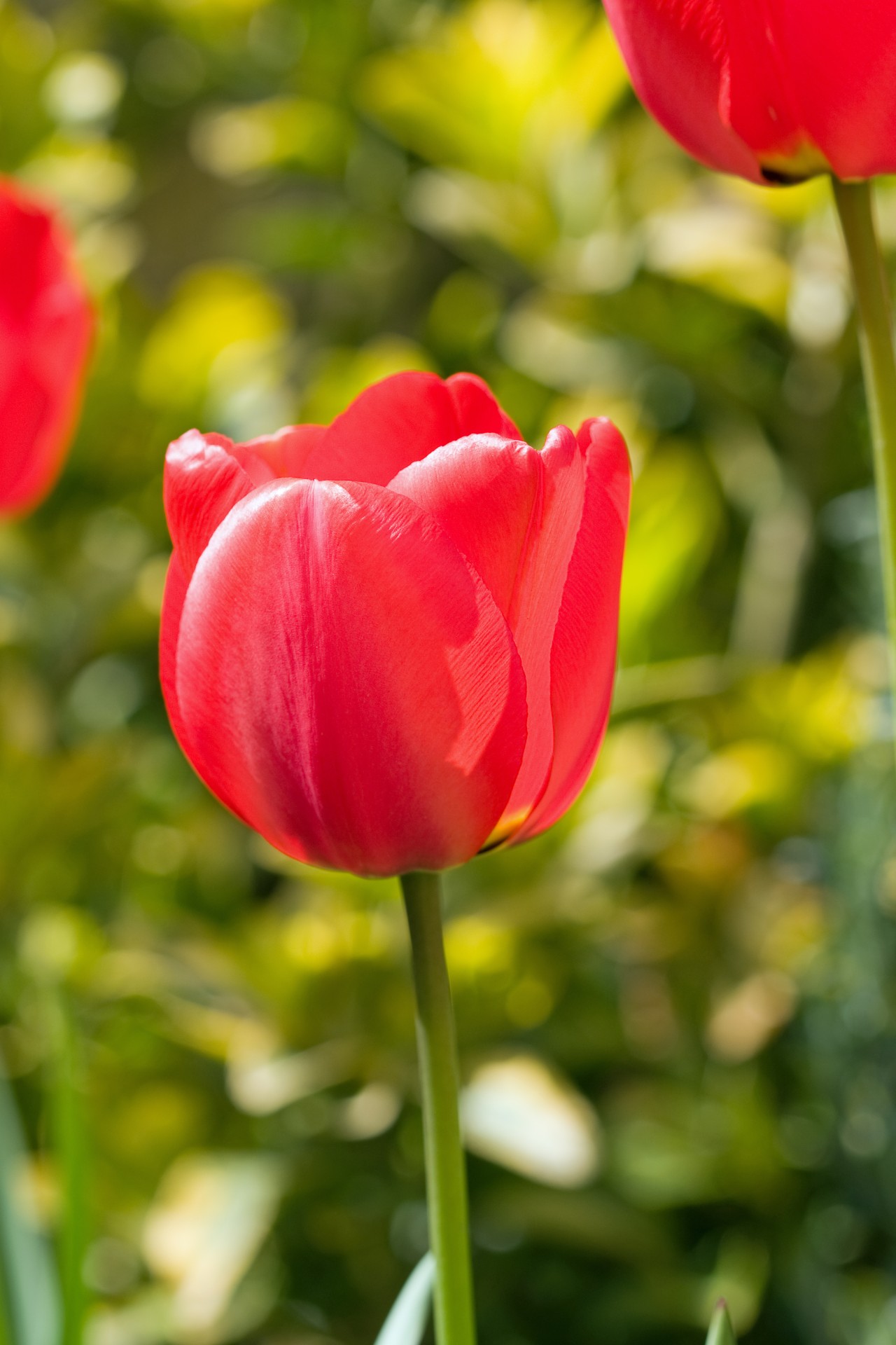 Red Tulip Flower Free Stock Photo - Public Domain Pictures