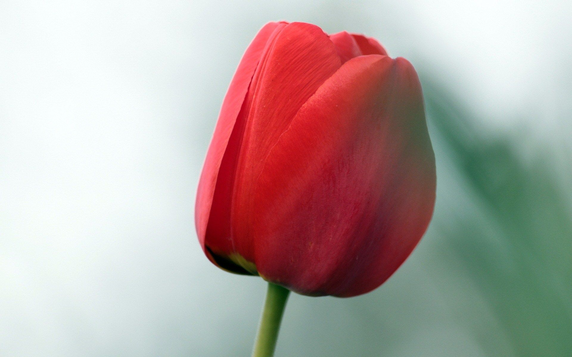 red tulip flower - Pesquisa Google | TULIPS | Pinterest | Gardens