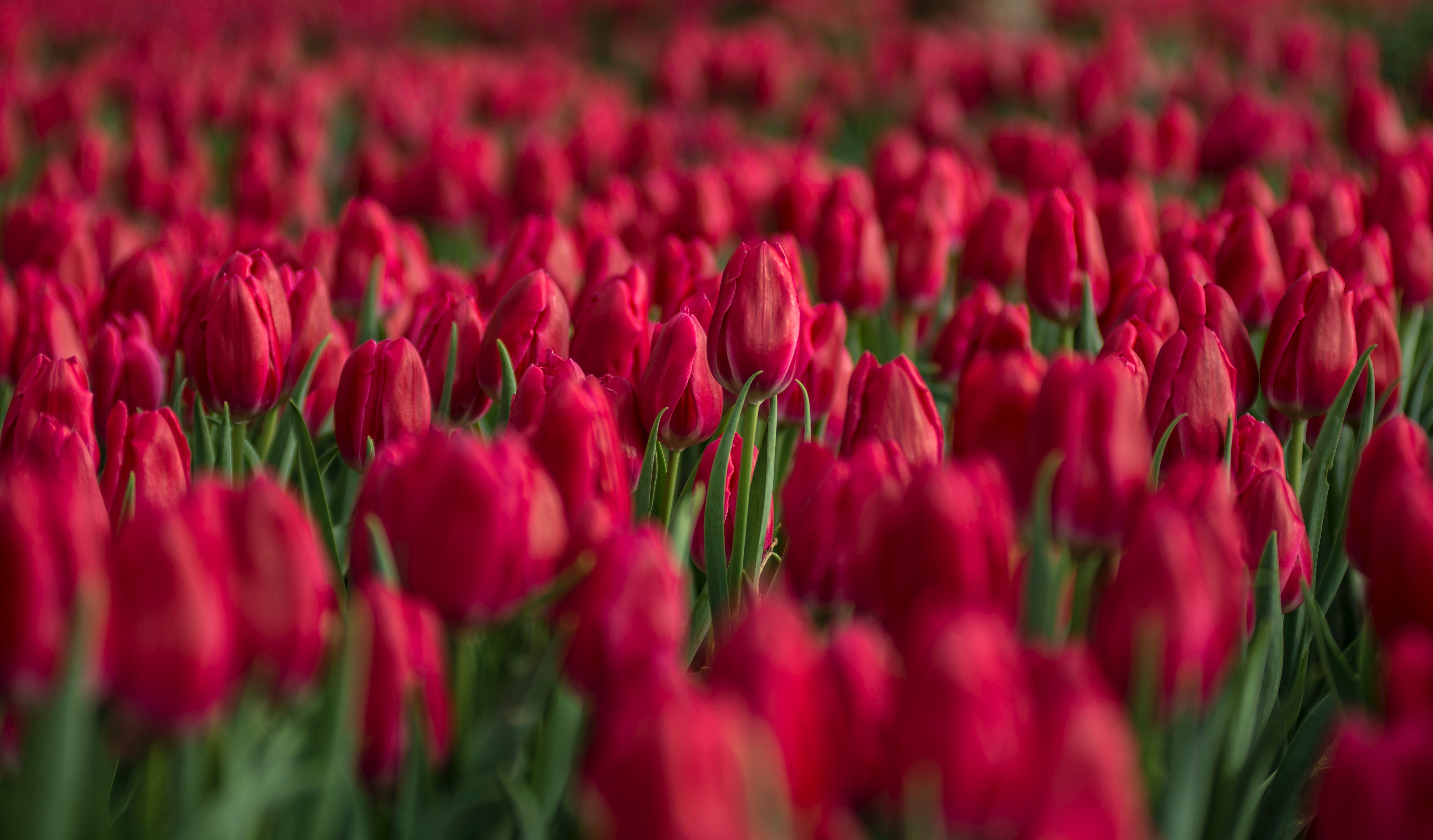 Red tulip flower field close-up photo