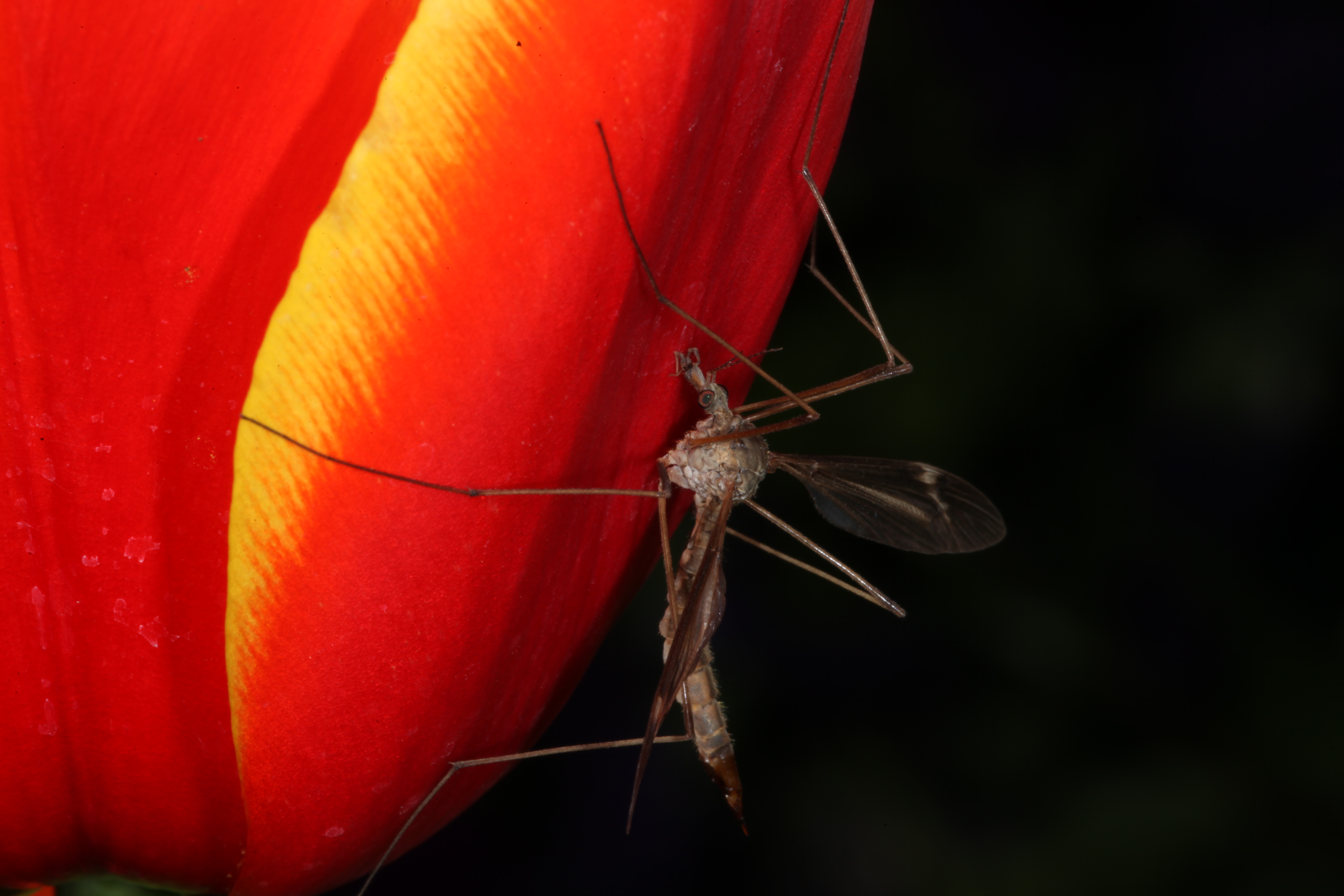 Red tulip with cranefly photo