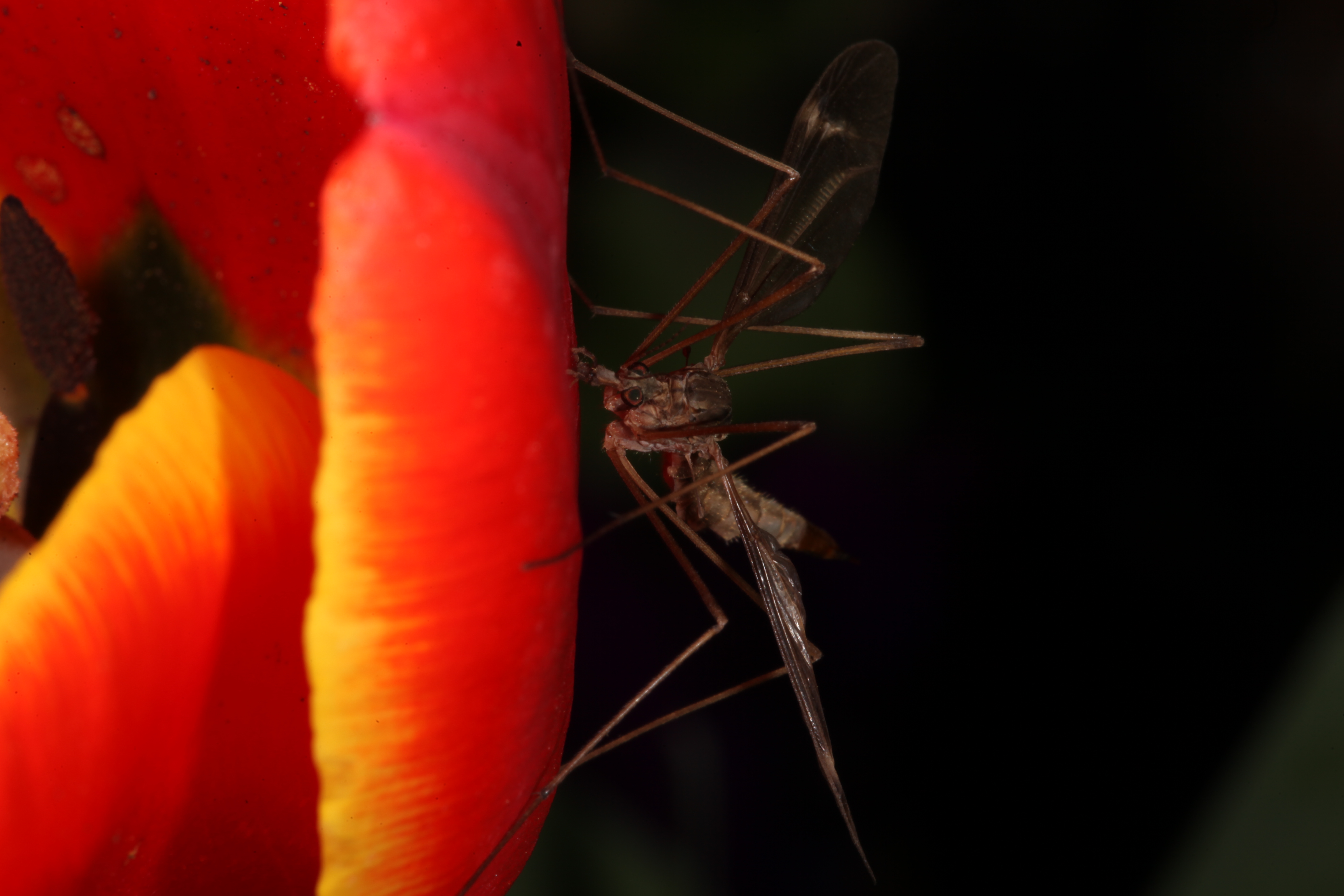 Red tulip with cranefly photo