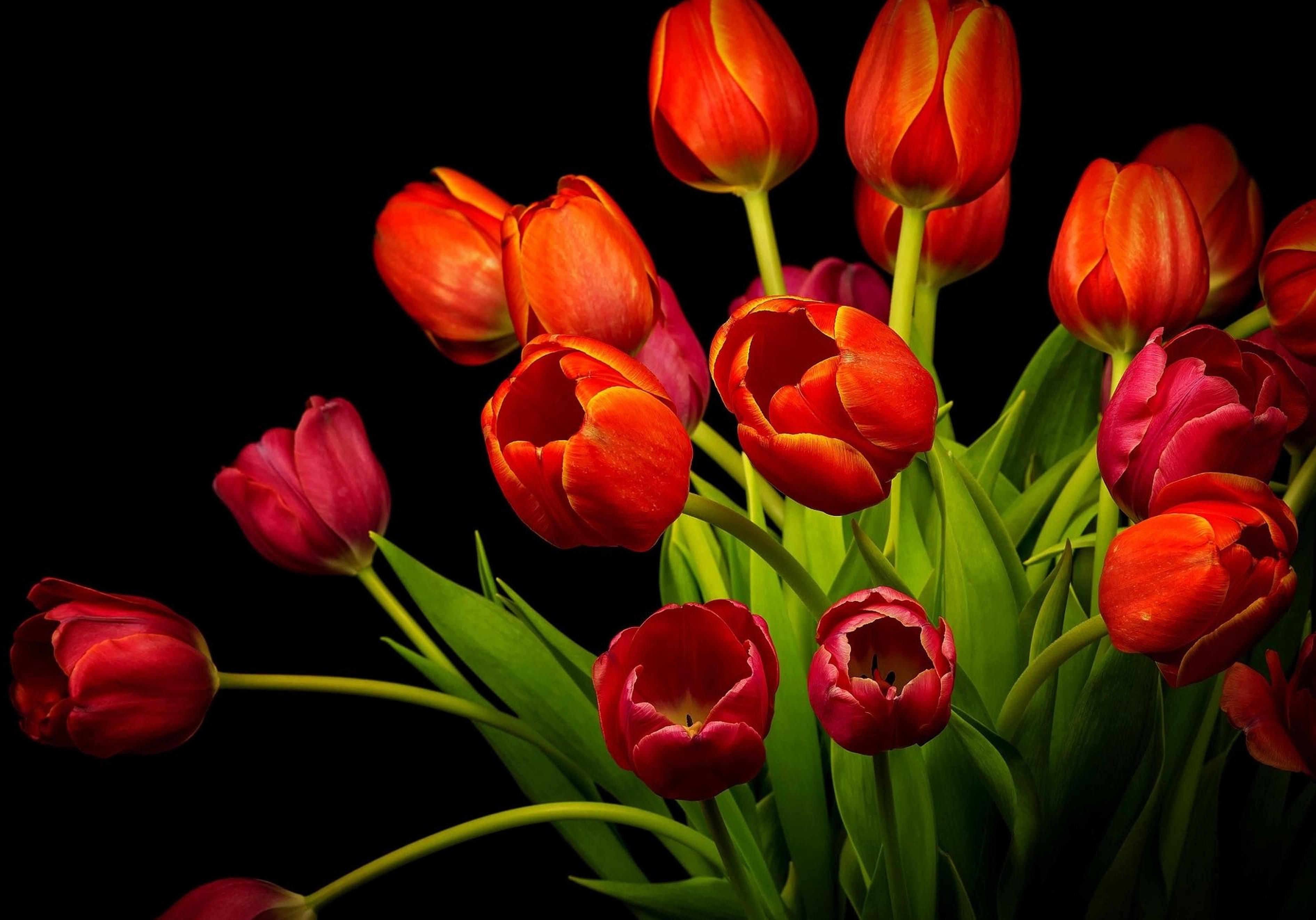 Wallpaper Red Tulips, HD, 4K, Flowers, #3928