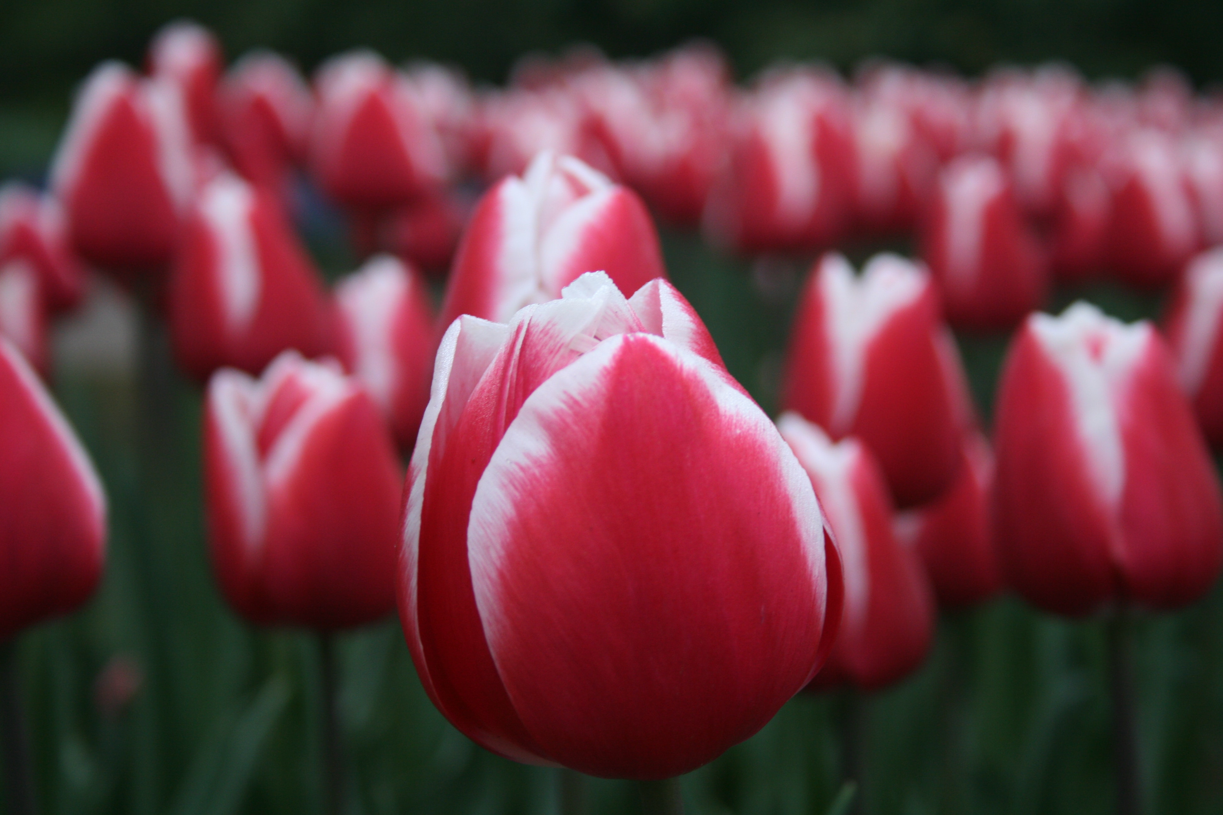 Red Tulips. 