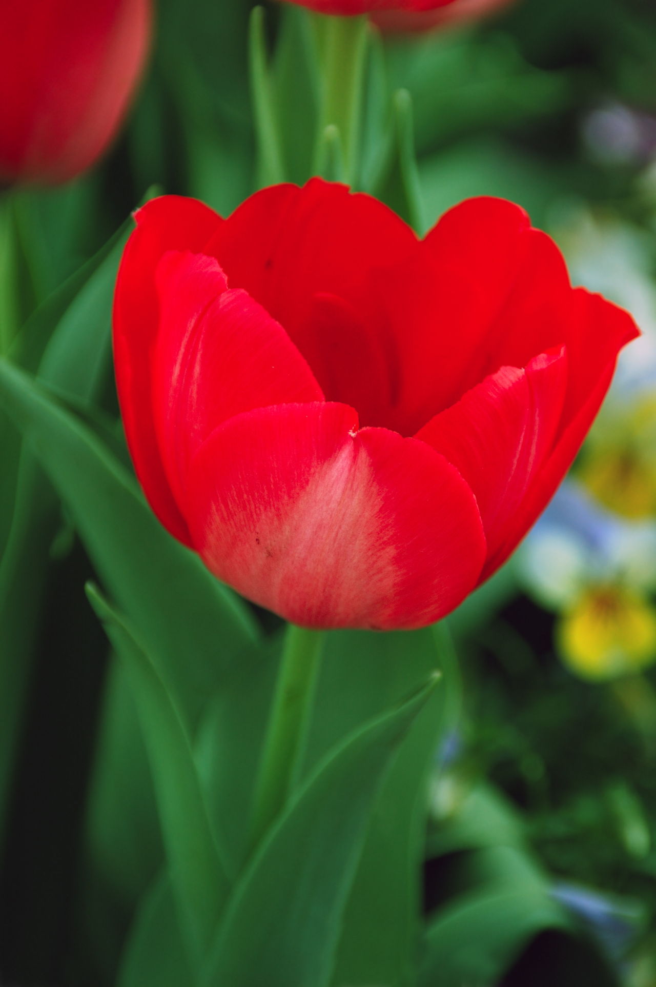 You'll Be Fascinated to Know the Real Meaning of Red Tulips