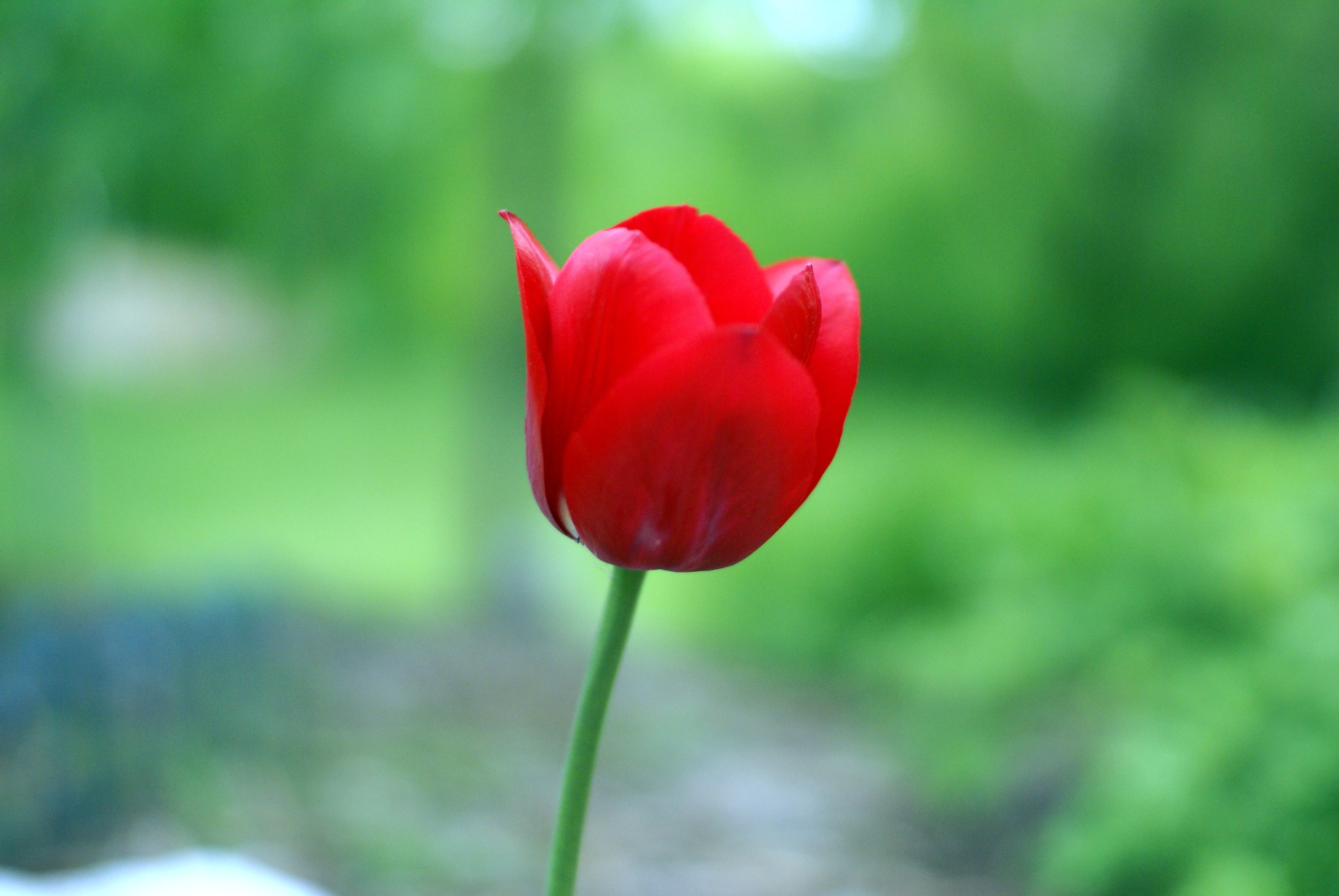 Free Photo Red Tulips Beautiful Green Spring Free Download Jooinn