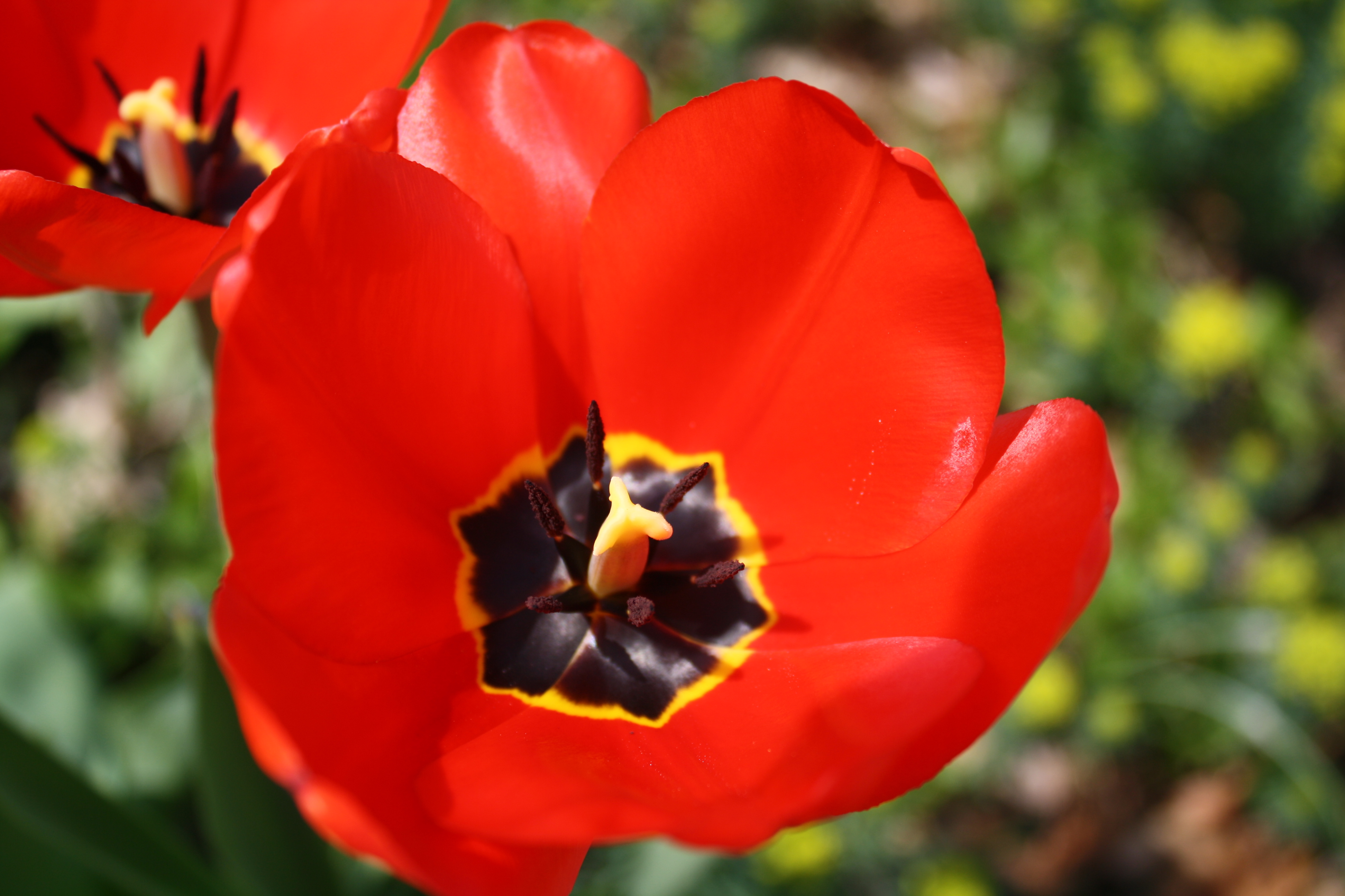 red tulips | Donna's Garden